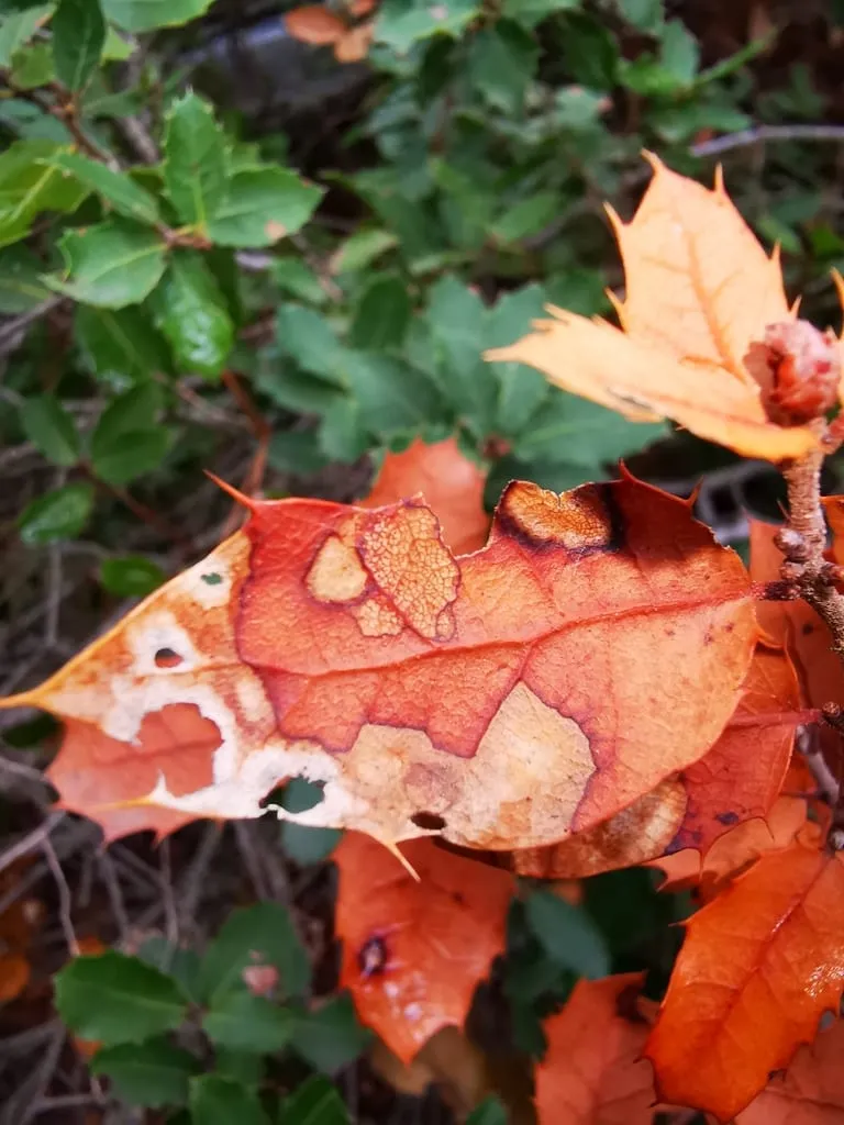 bacterial leaf scorch (almond-leaf-scorch)