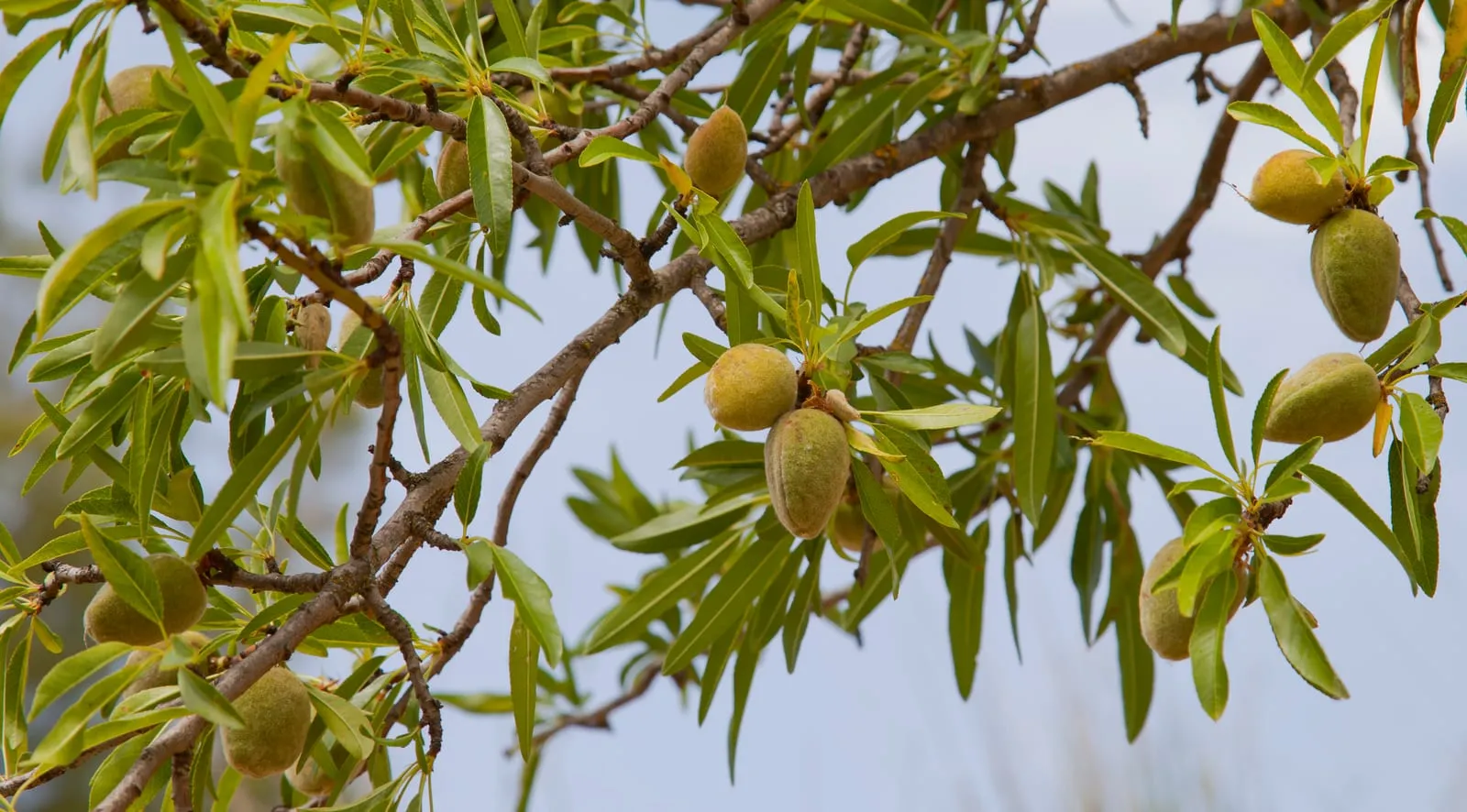 Almendras (Prunus dulcis), Huérmeda, España 2012-05-19, DD 01 (almond)