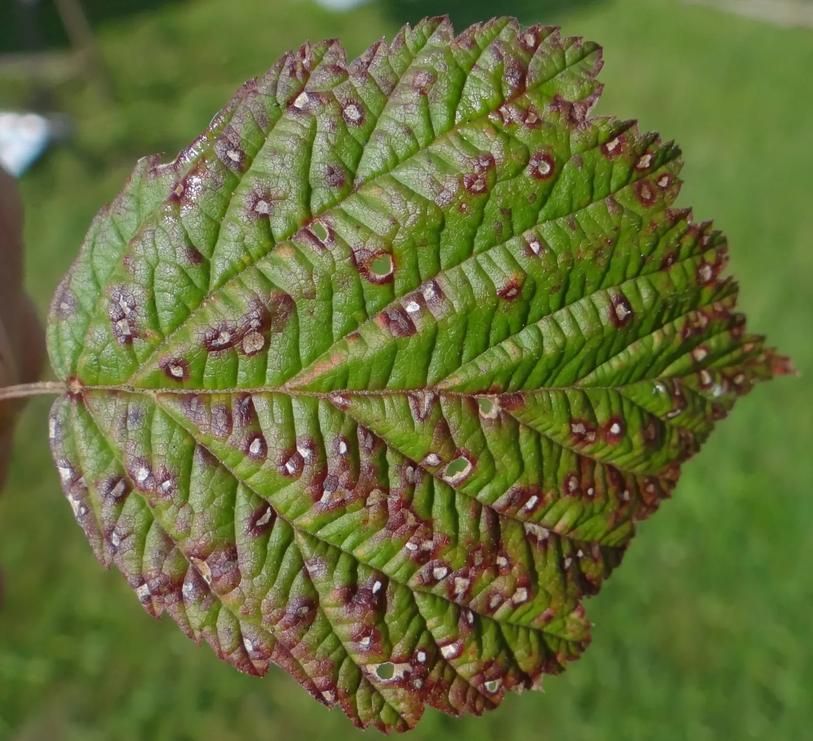Elsinoë veneta a1 (8) (anthracnose-cane)