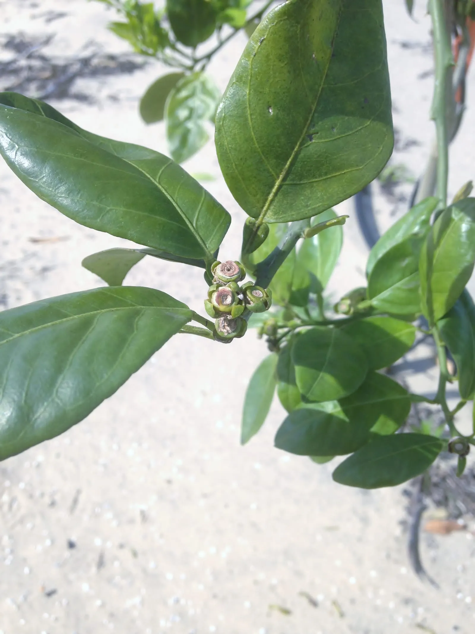 Postbloom fruit drop (anthracnose-strawberry)