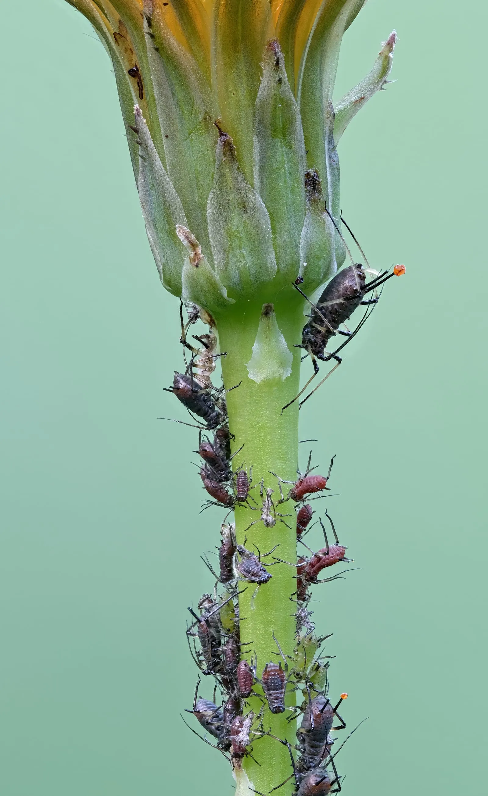 Blattlaeuse-JR-T3-I176-2024-09-22 (aphid)