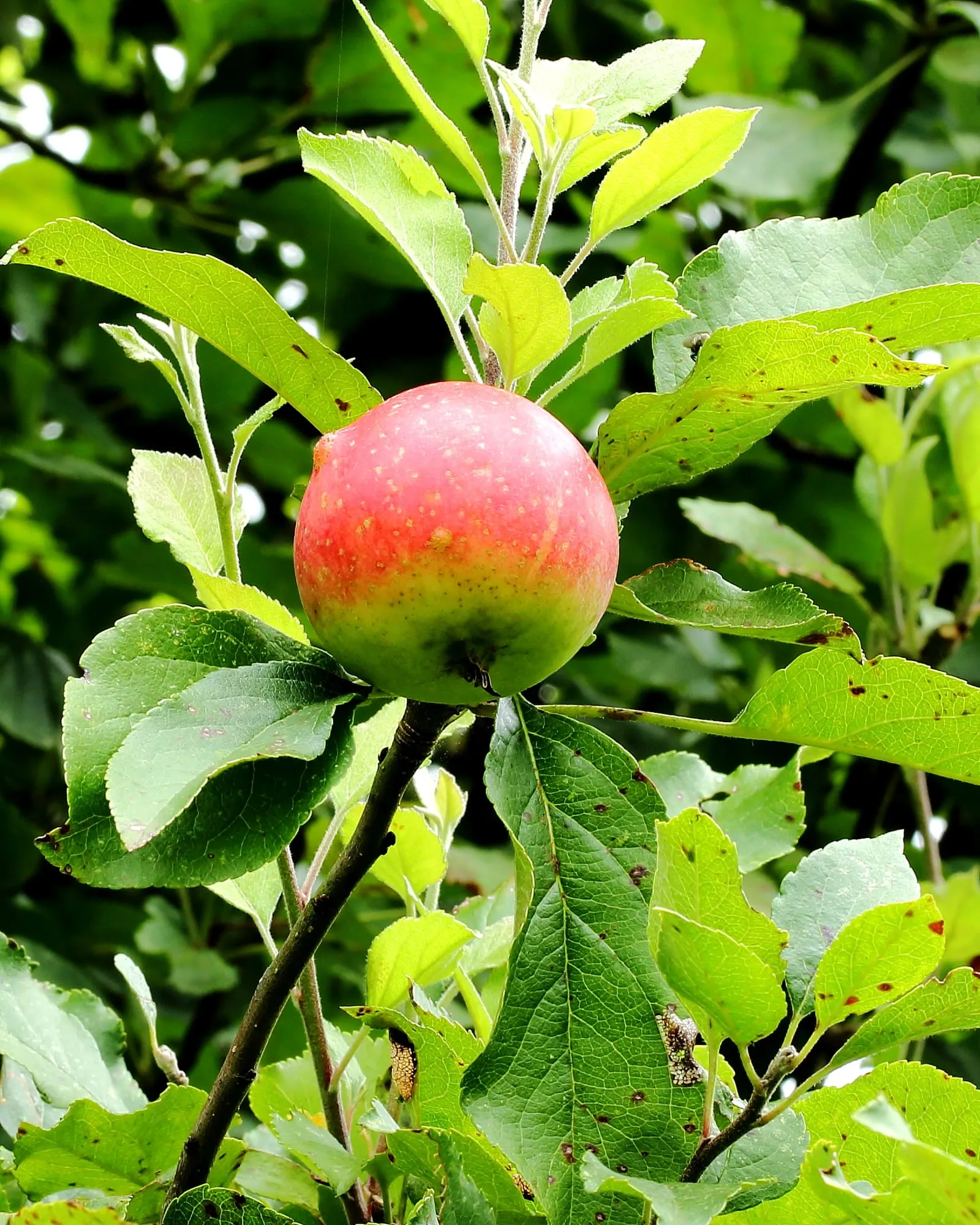 Malus domestica 'Stark's Earliest'. Locatie De Kruidhof 02 (apple)