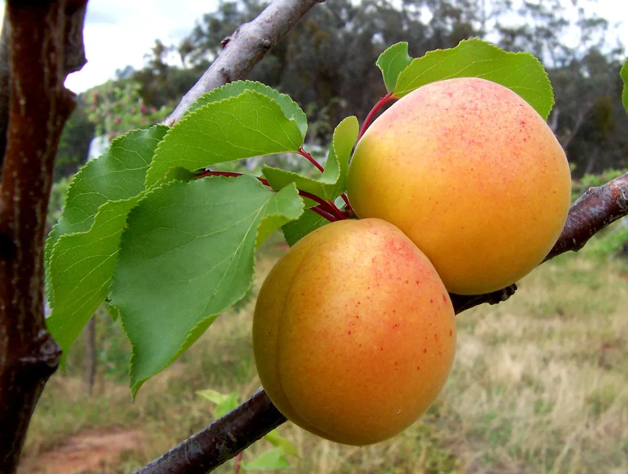 Apricots (apricot)
