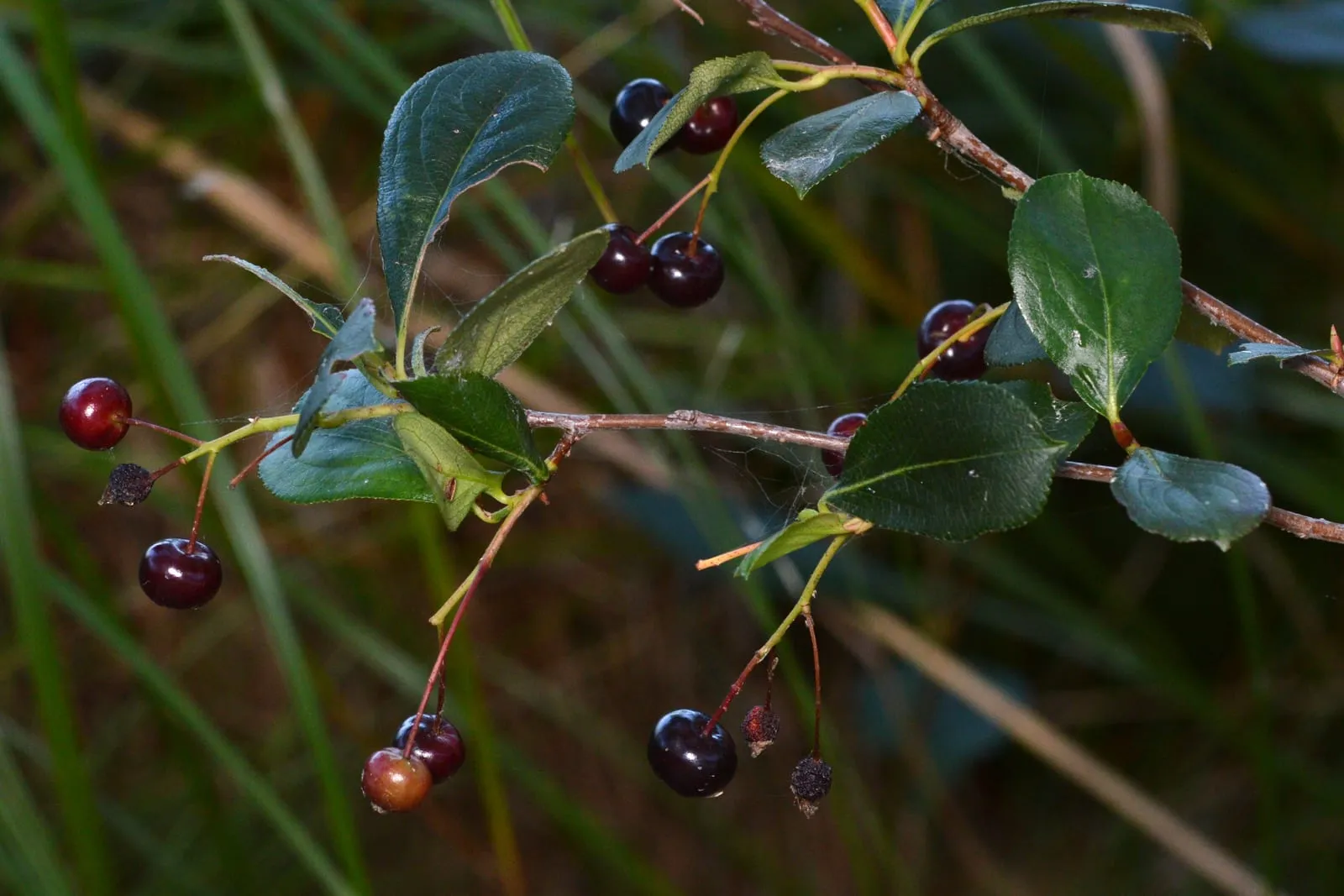 Black Chokeberry (Aronia melanocarpa) - Killarney, Ontario (aronia)