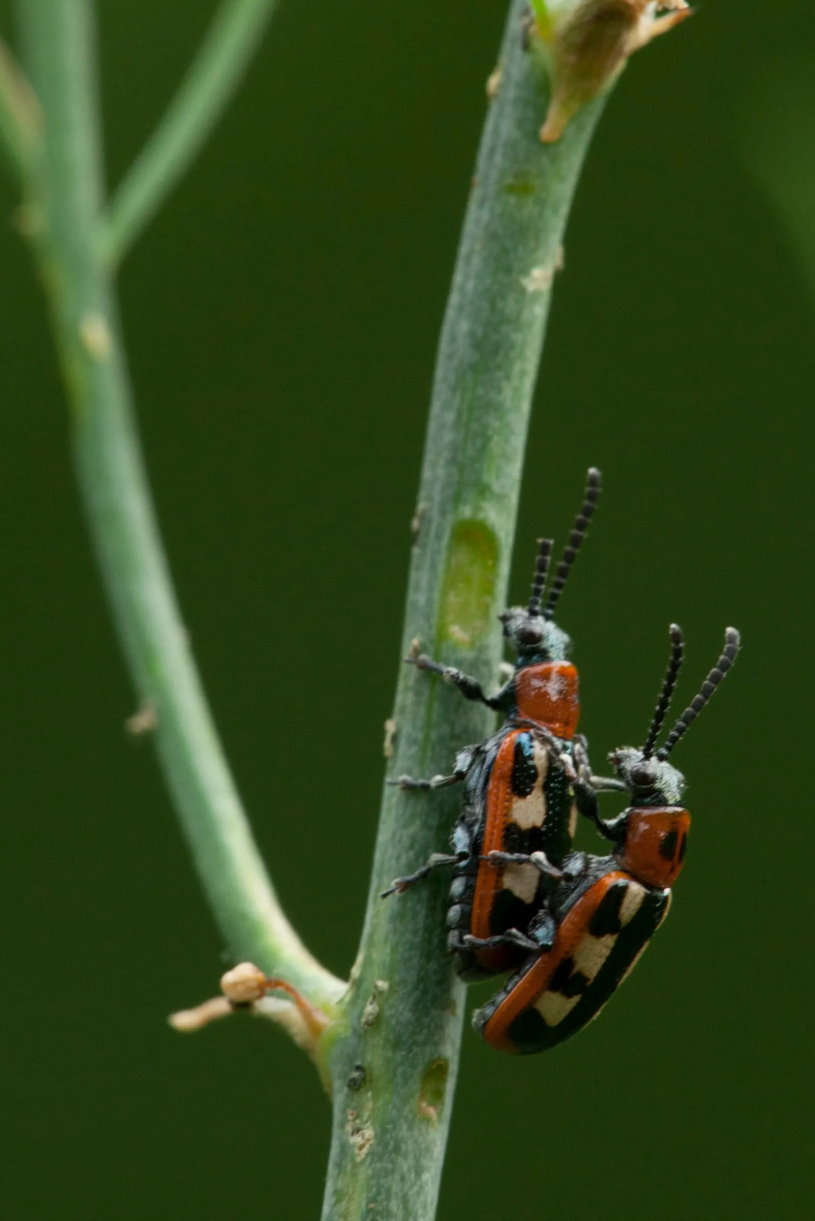 Aspergehaantje; crioceris asparagi; common asparagus beetle 03 (asparagus-beetle)