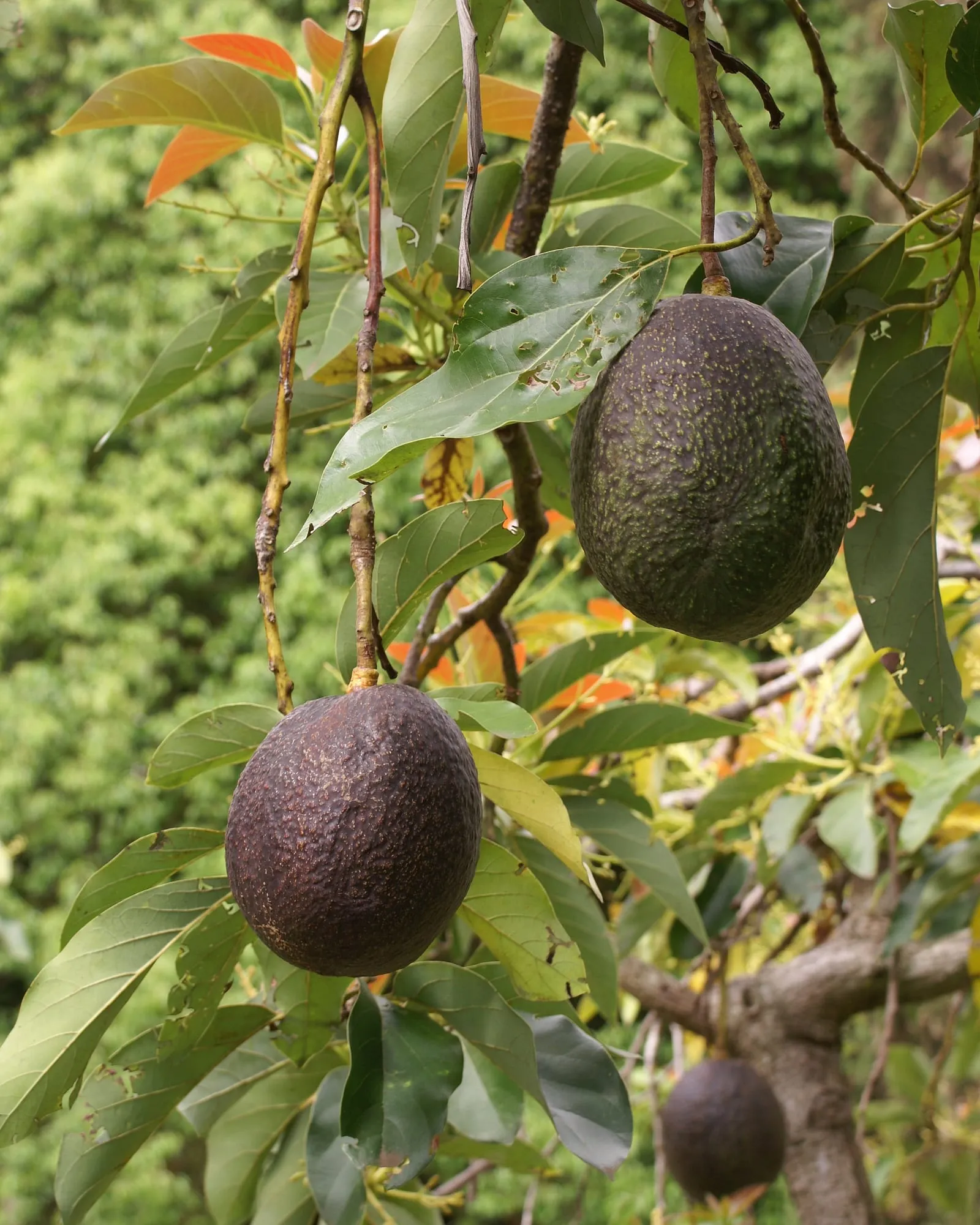 Persea americana fruit 2 (avocado)