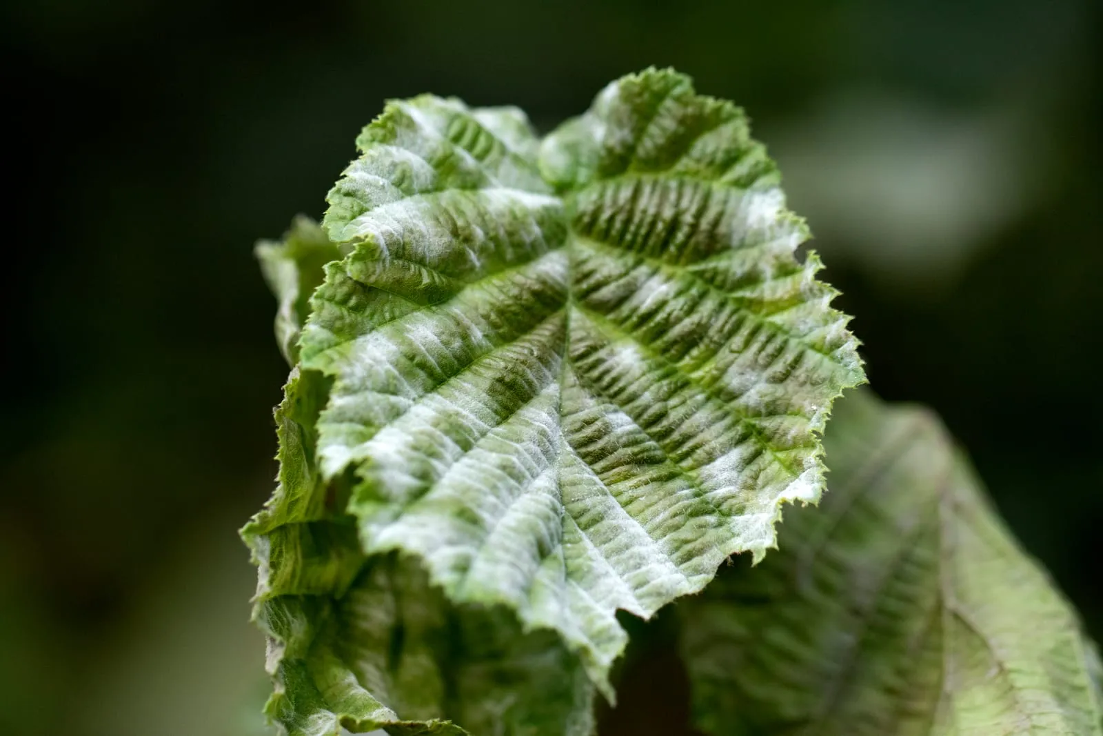 Hazelnut mildew (bacterial-hazelnut-blight)