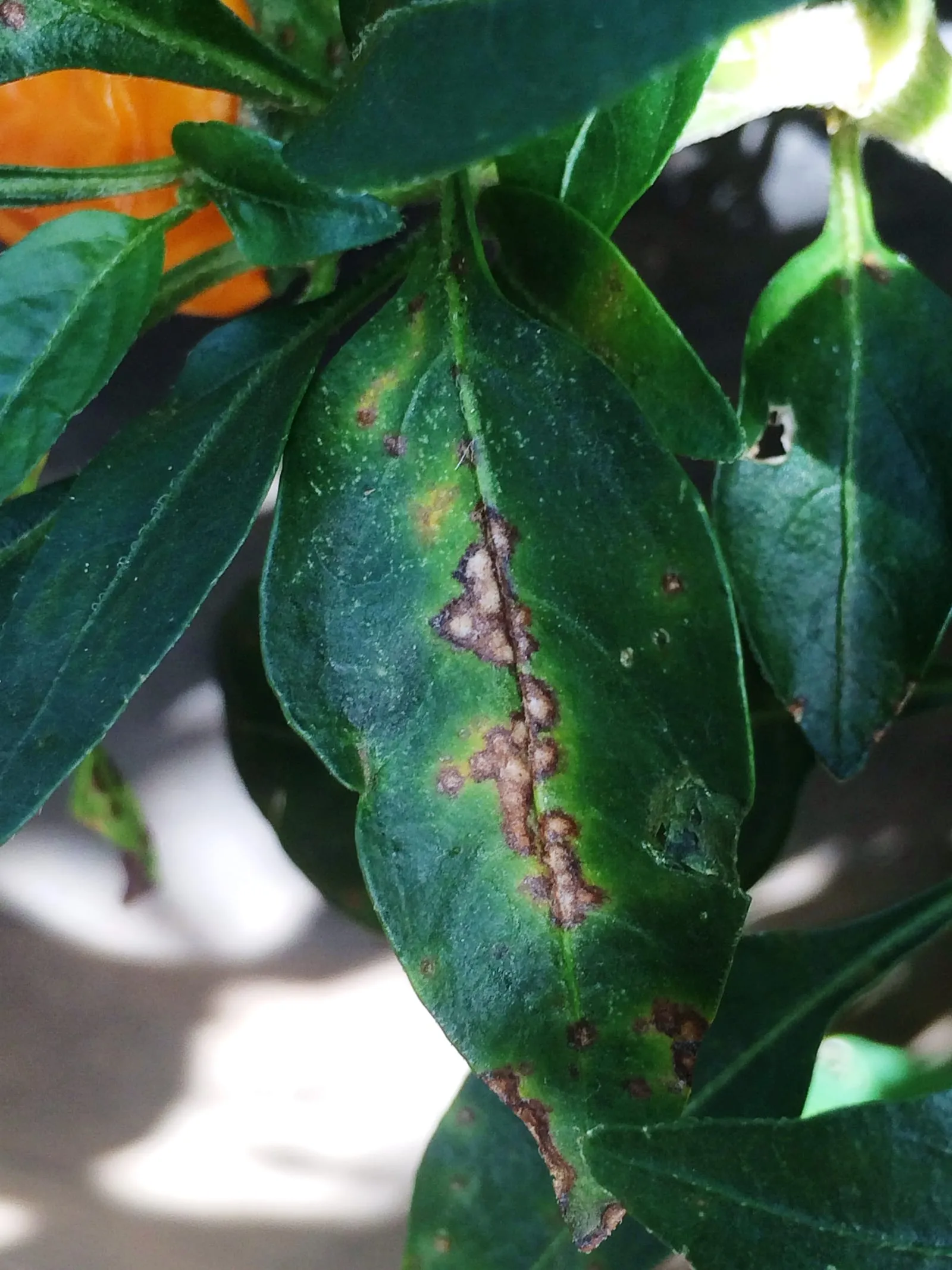 Bacterial leaf spot of pepper (14954536360) (bacterial-spot-pepper)