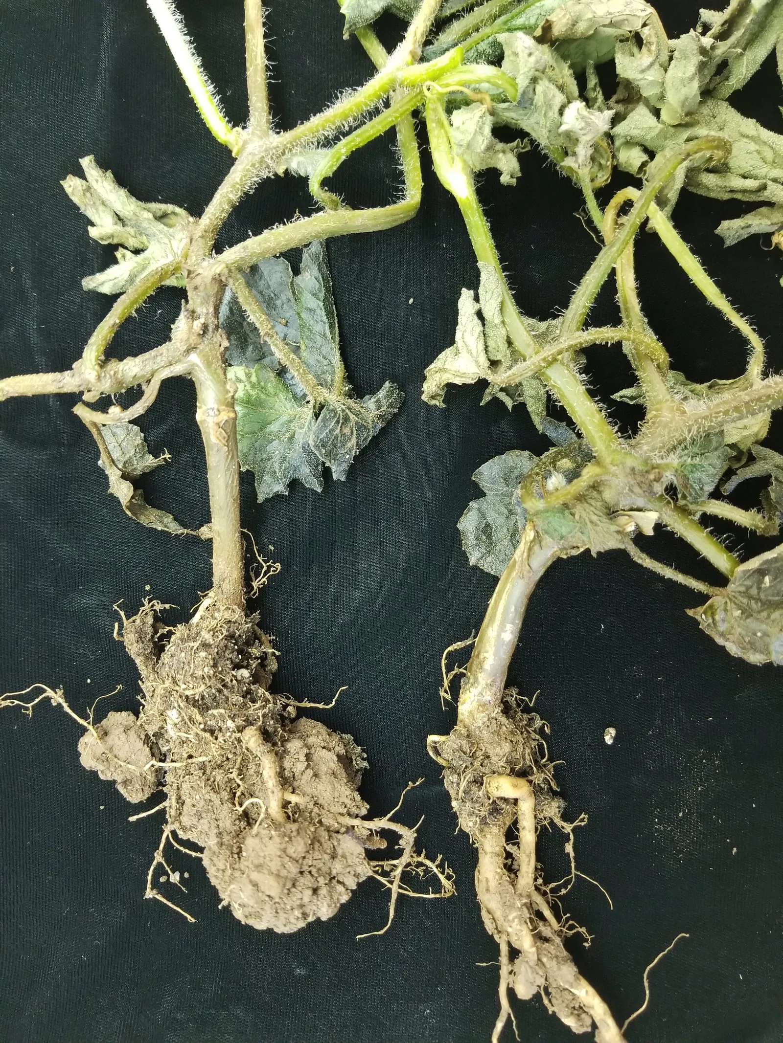 Melon Bacterial wilt (Pathogen Erwinia tracheiphila) (34169353334) (bacterial-wilt-cucurbit)