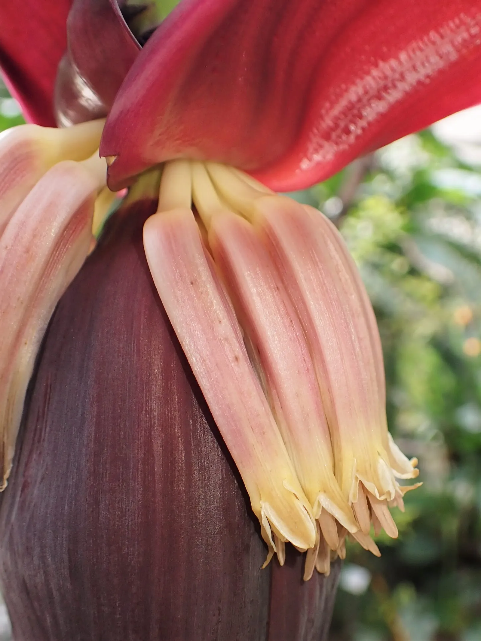 Musa acuminata kz01 (banana)