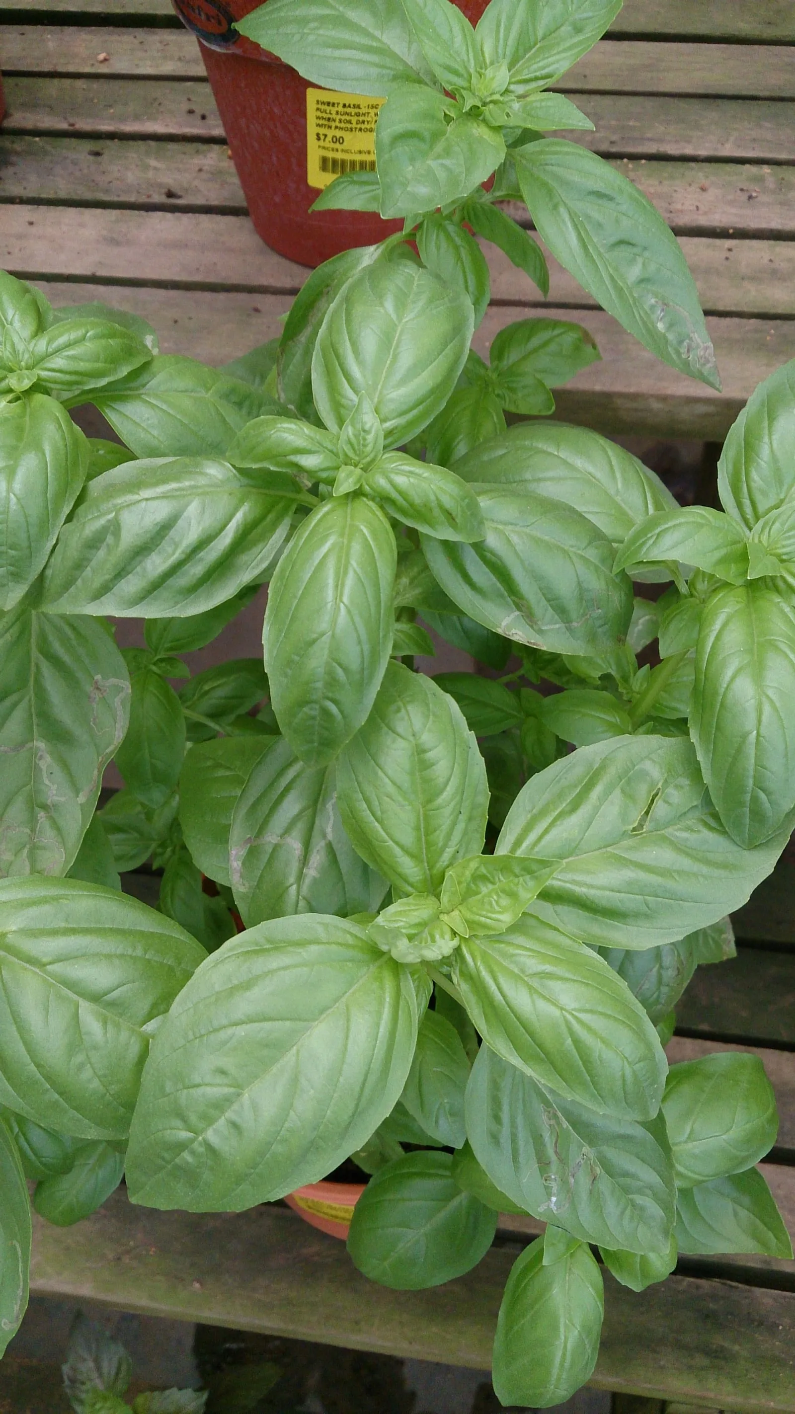 Sweet Basil (Ocimum basilicum) (basil)