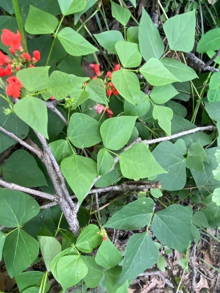 Ayocote (bean-bush)