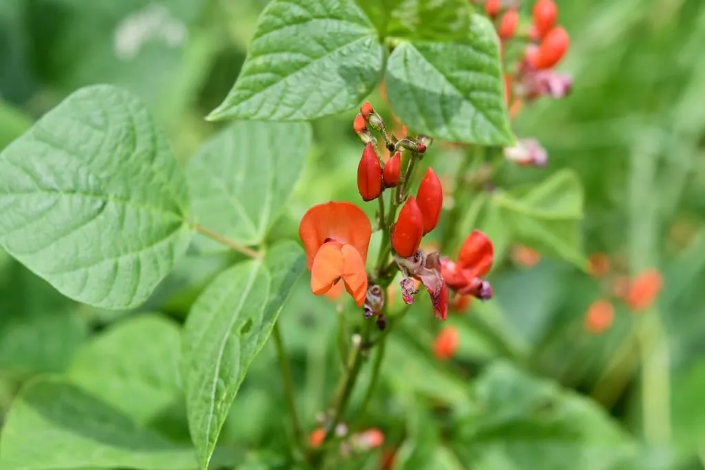Ayocote (bean-pole)