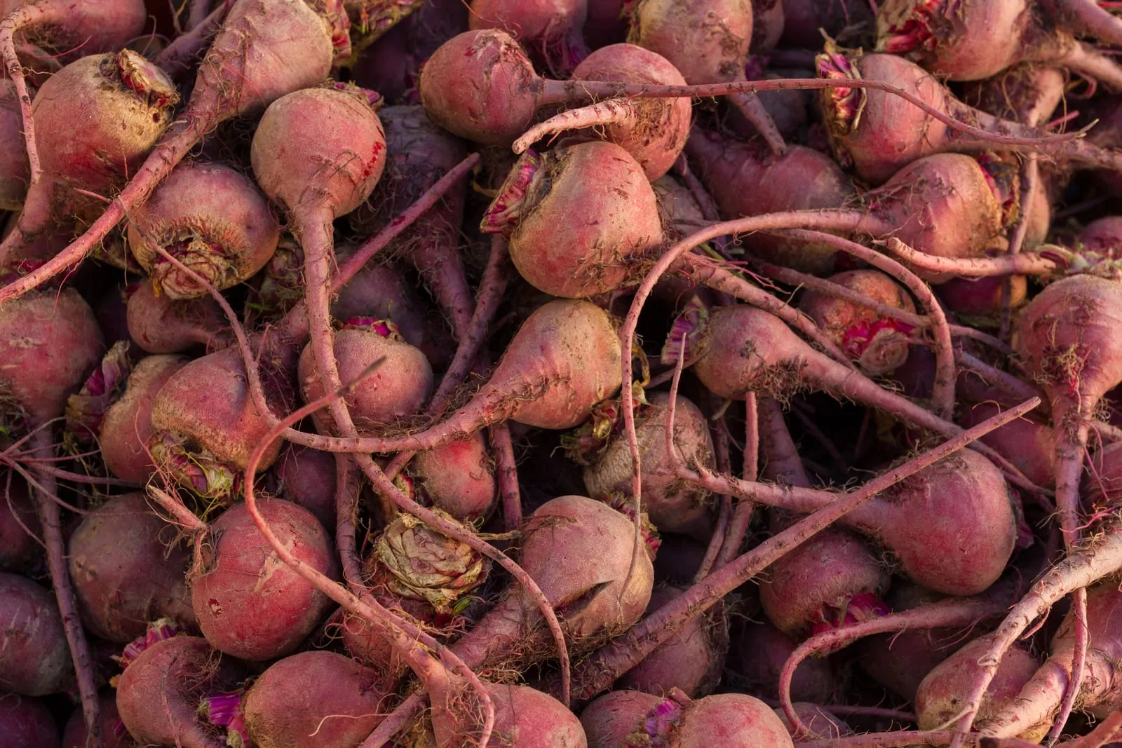 Beta vulgaris, San Francisco farmers market (beet)