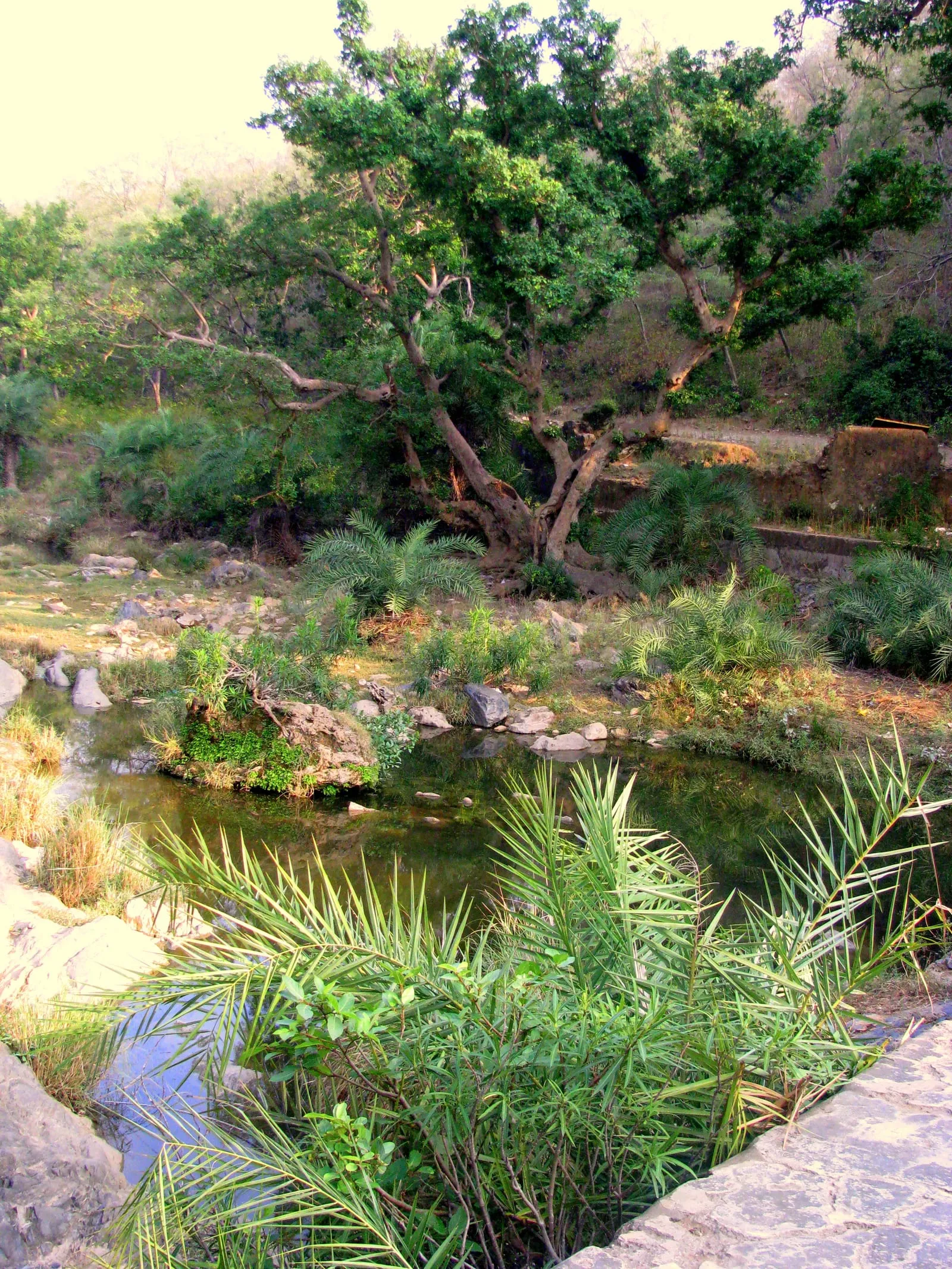 Multiple Plant Species- microhabitats (bird-damage)