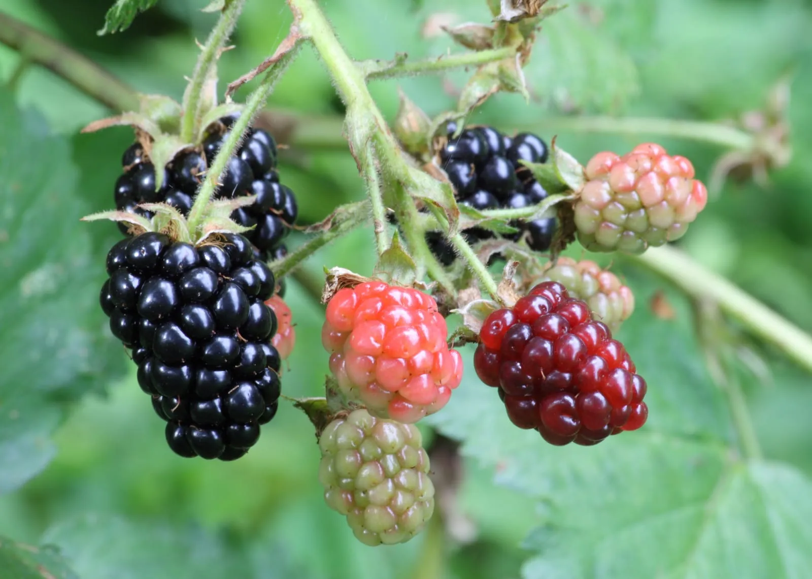 Ripe, ripening, and green blackberries (blackberry)