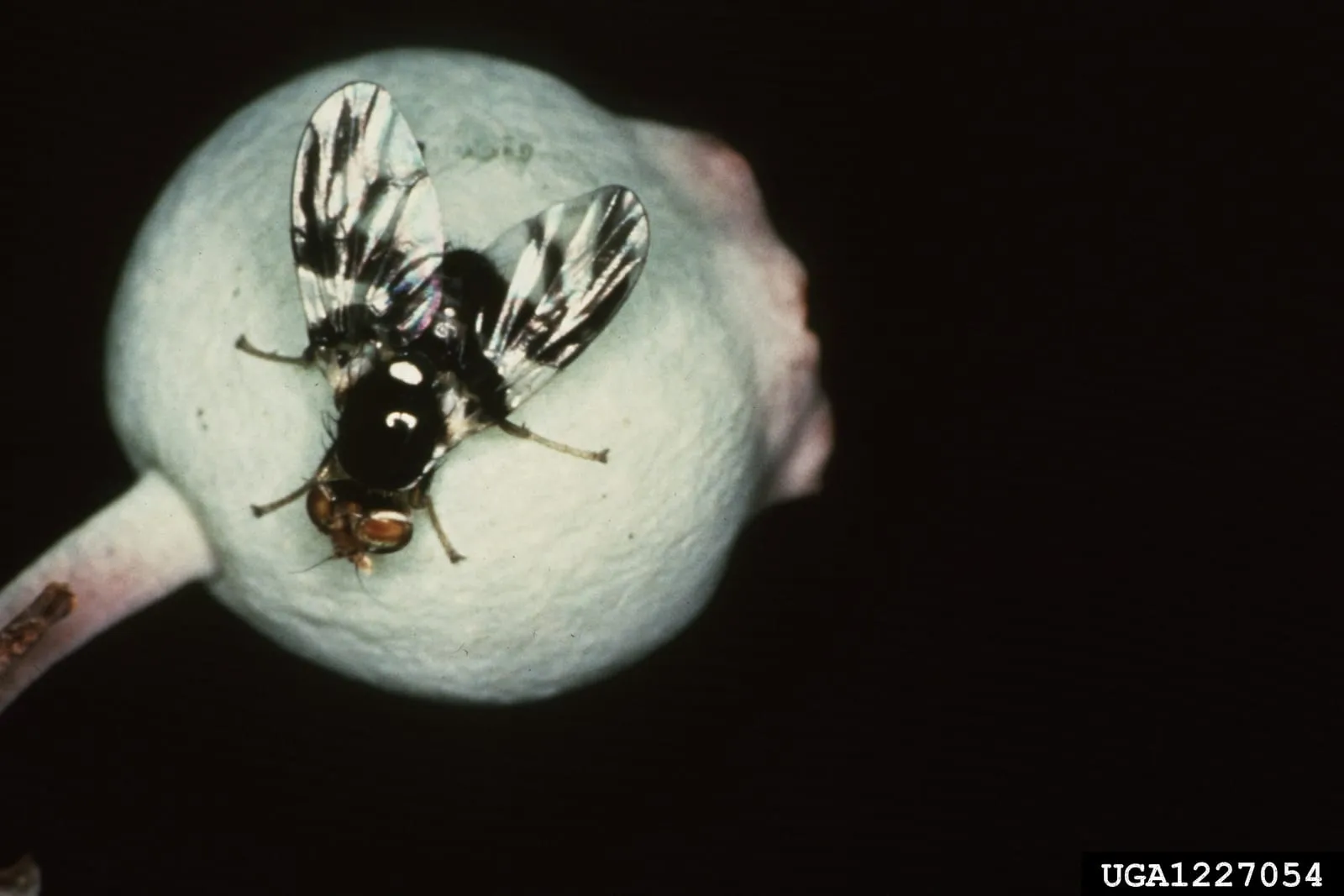 Blueberry maggot (blueberry-maggot)