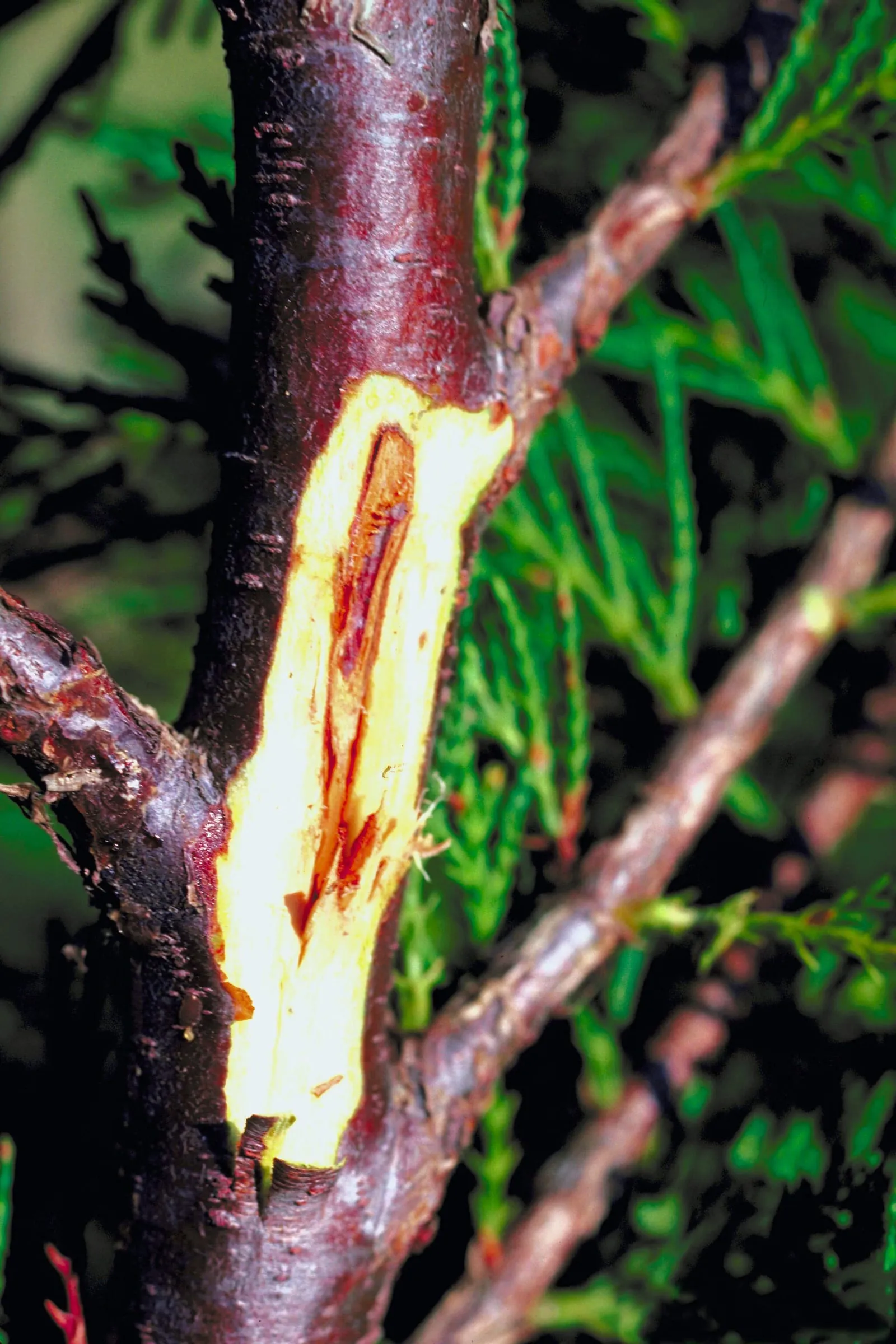 Botryosphaeria dothidea (blueberry-stem-blight)