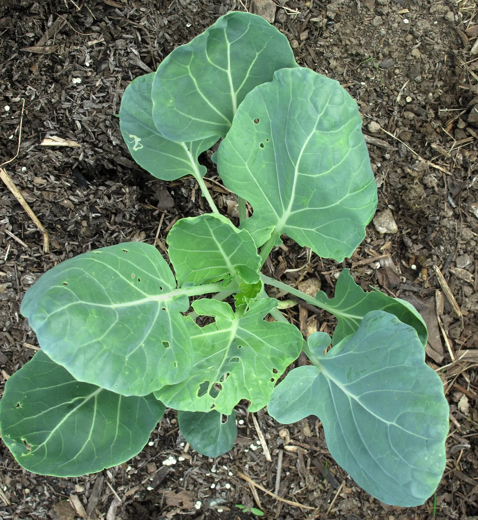 Young brussels sprouts plant (brussels-sprouts)