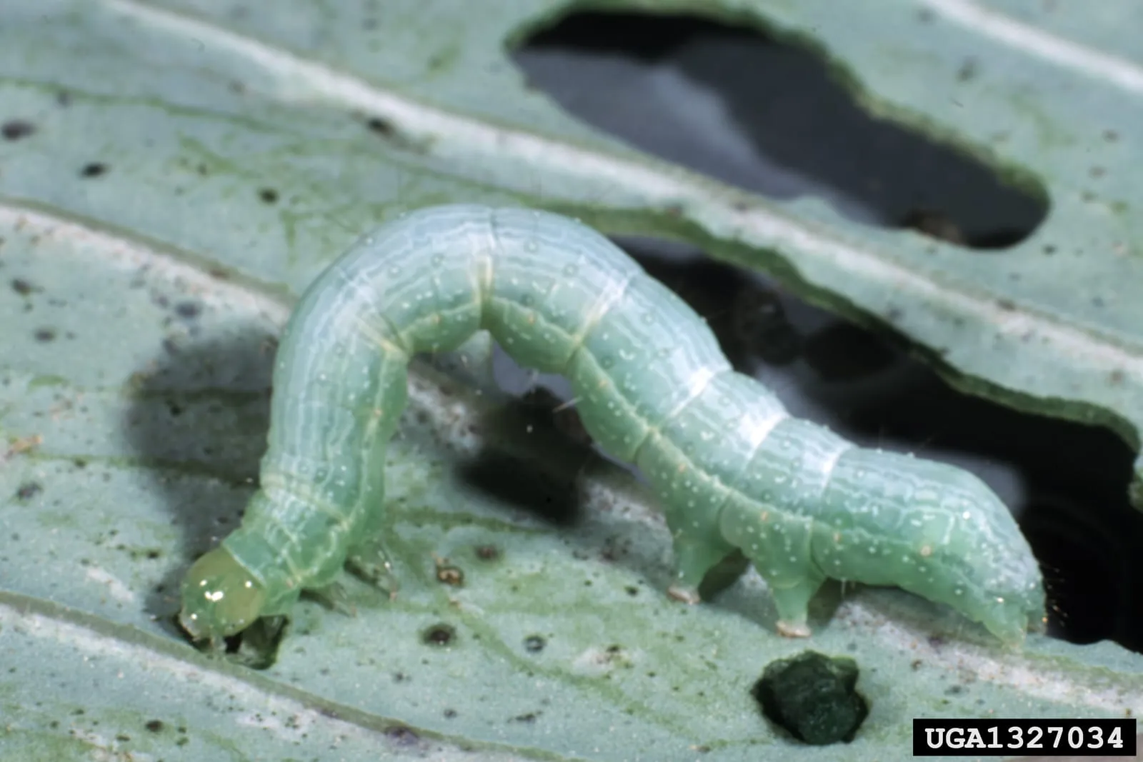 Trichoplusia ni larva (cabbage-looper)