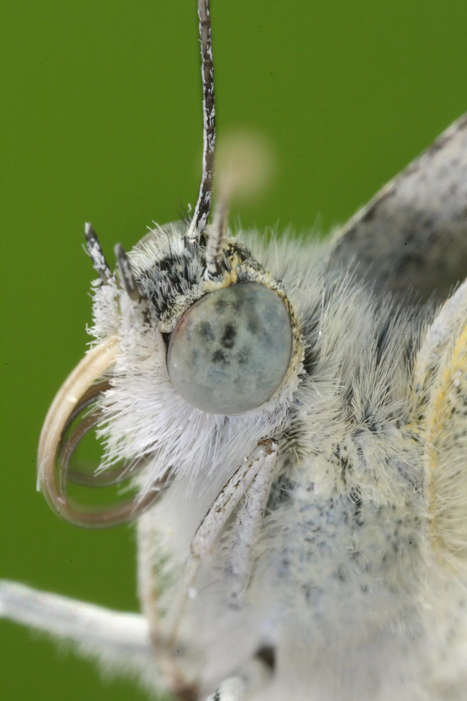 Pieris rapae closer Richard Bartz (cabbage-worm)