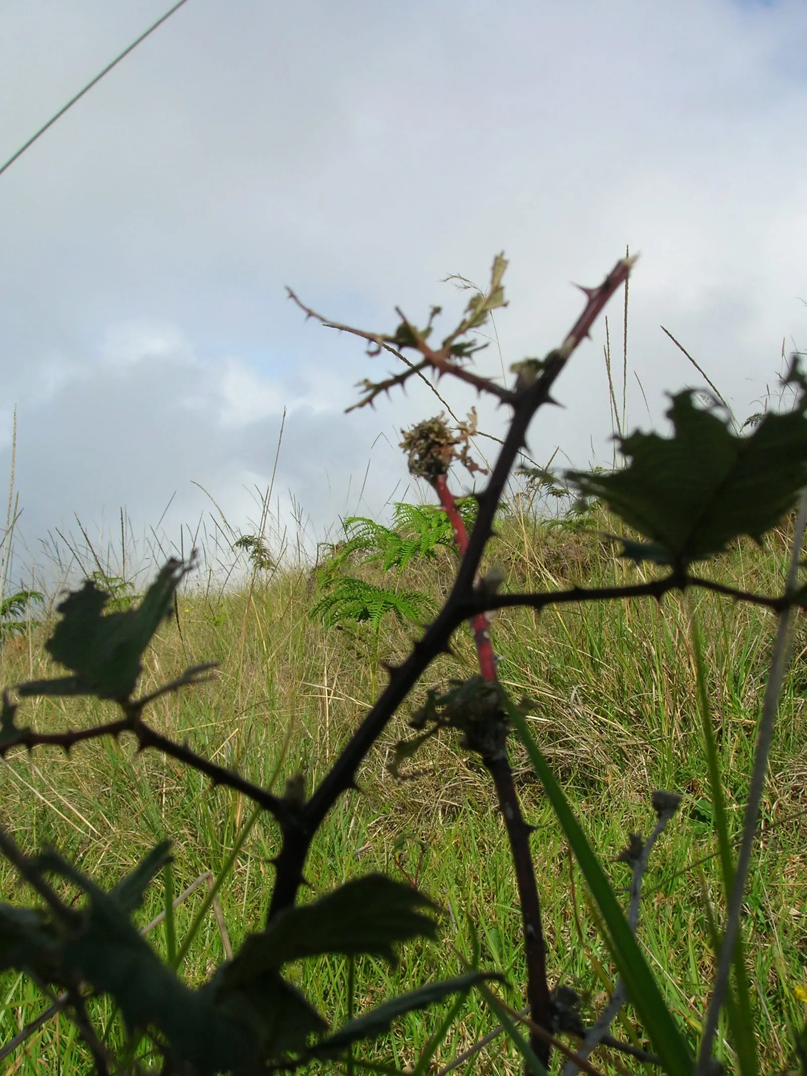 Starr 051123-5450 Rubus discolor (cane-blight)