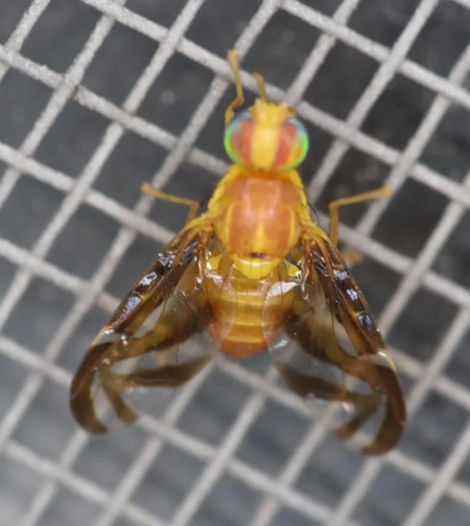 Anastrepha suspensa (caribbean-fruit-fly)