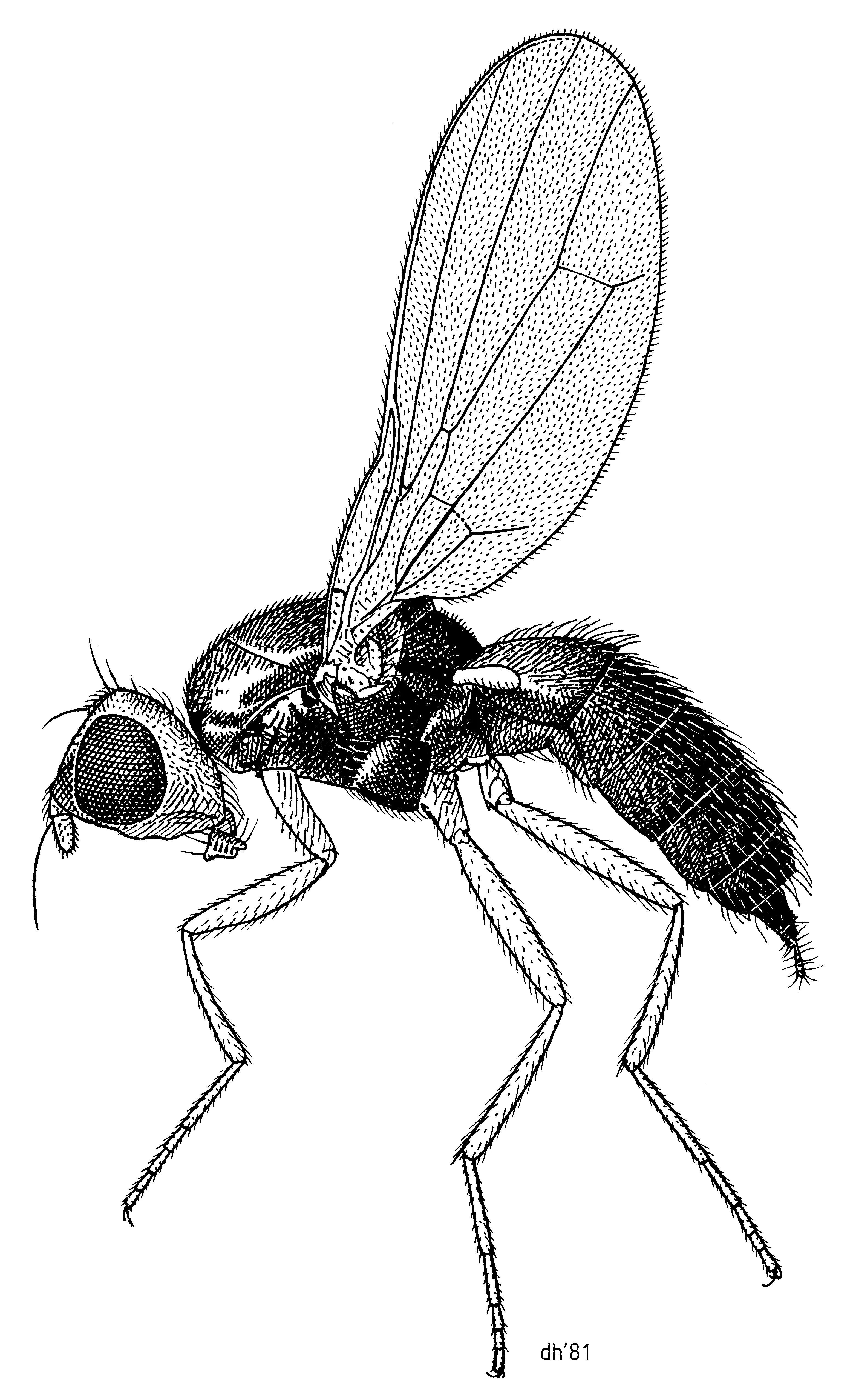 DIPT Psilidae Psila rosae (carrot-rust-fly)
