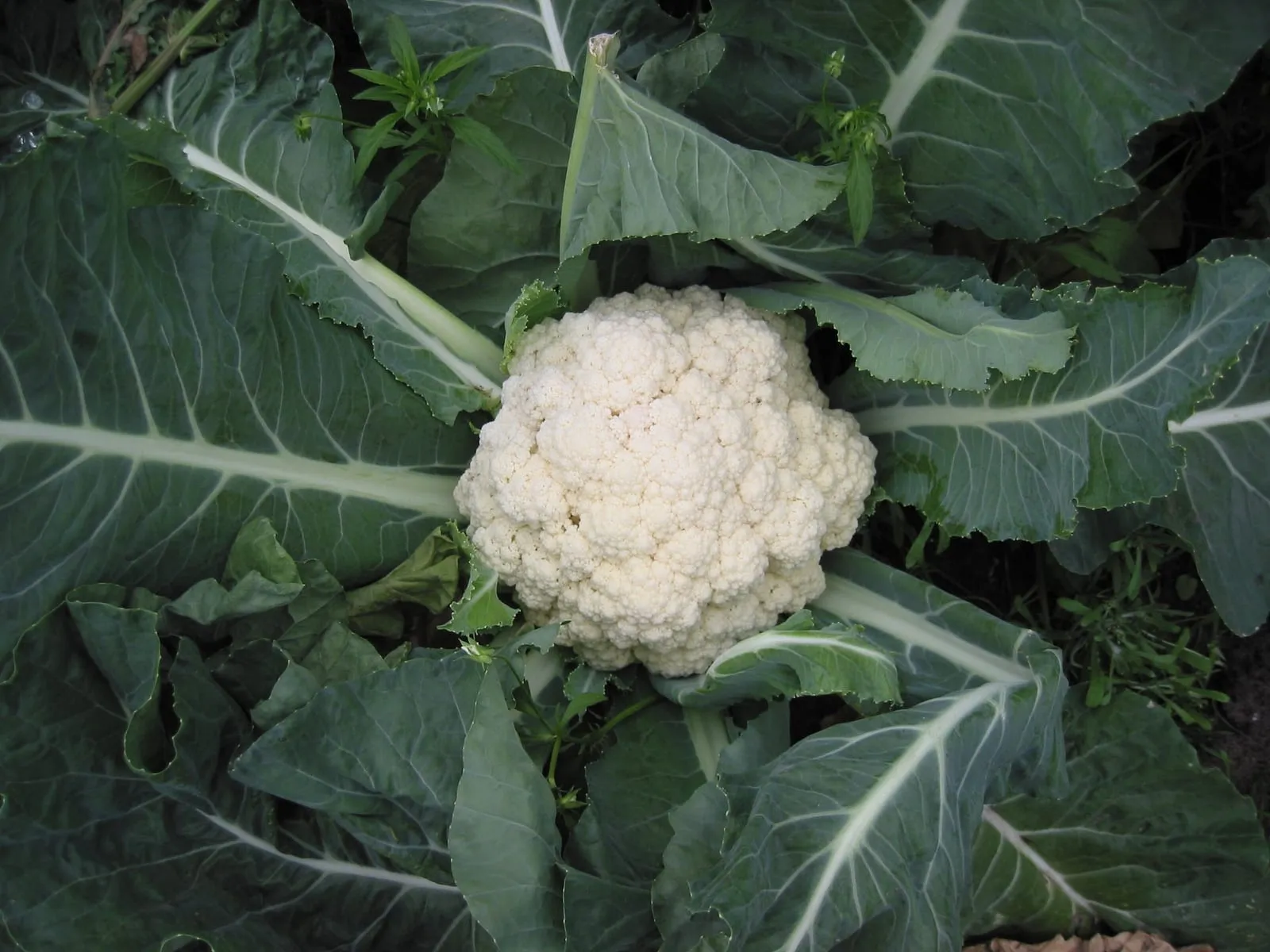 Bloemkool (cauliflower)