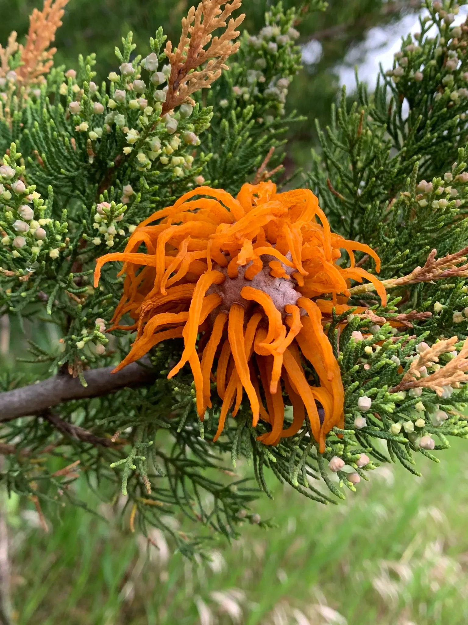 Gymnosporangium juniperi-virginianae 132338576 (cedar-apple-rust)