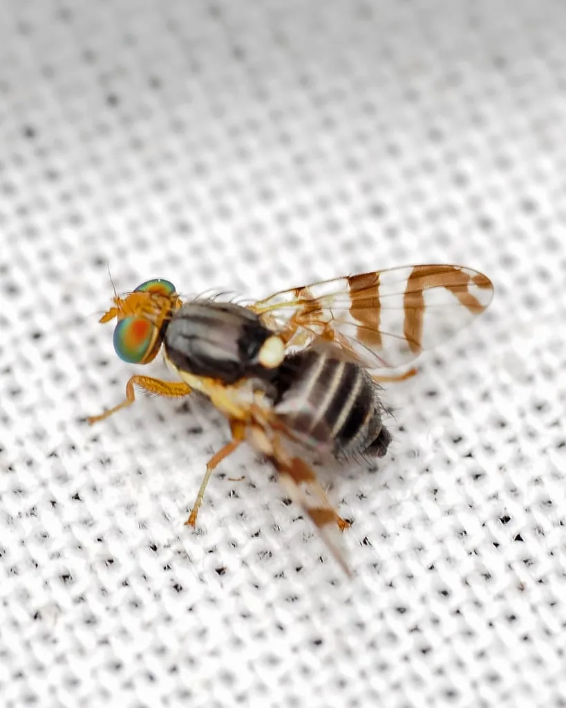 Eastern Cherry Fruit Fly (cherry-fruit-fly)