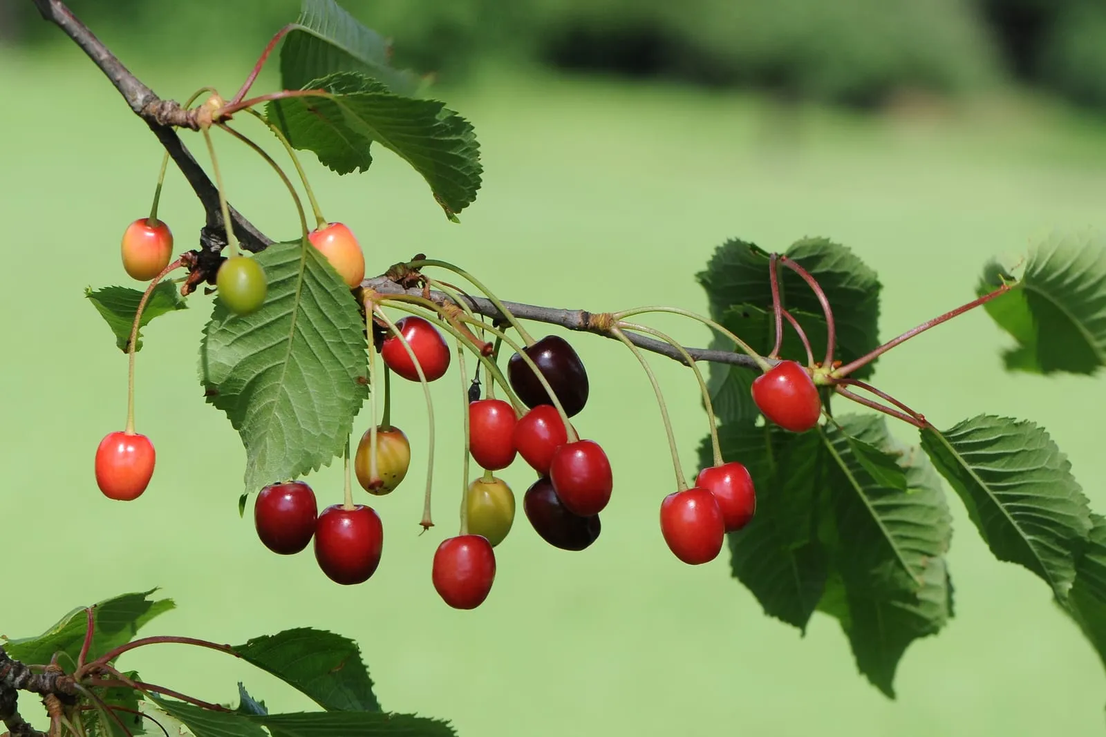 Sauerkirschenfrucht Prunus cerasus 2 (cherry-sour)