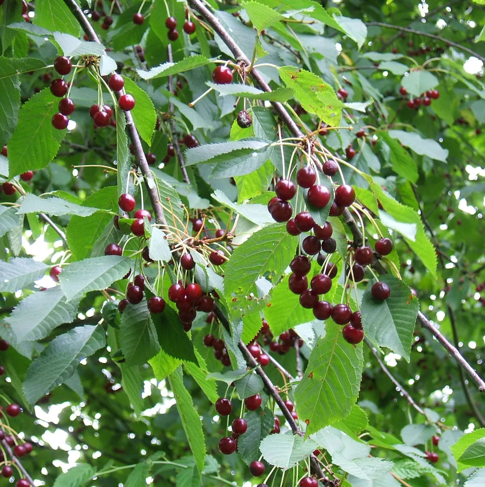 Prunus avium fruit (cherry-sweet)