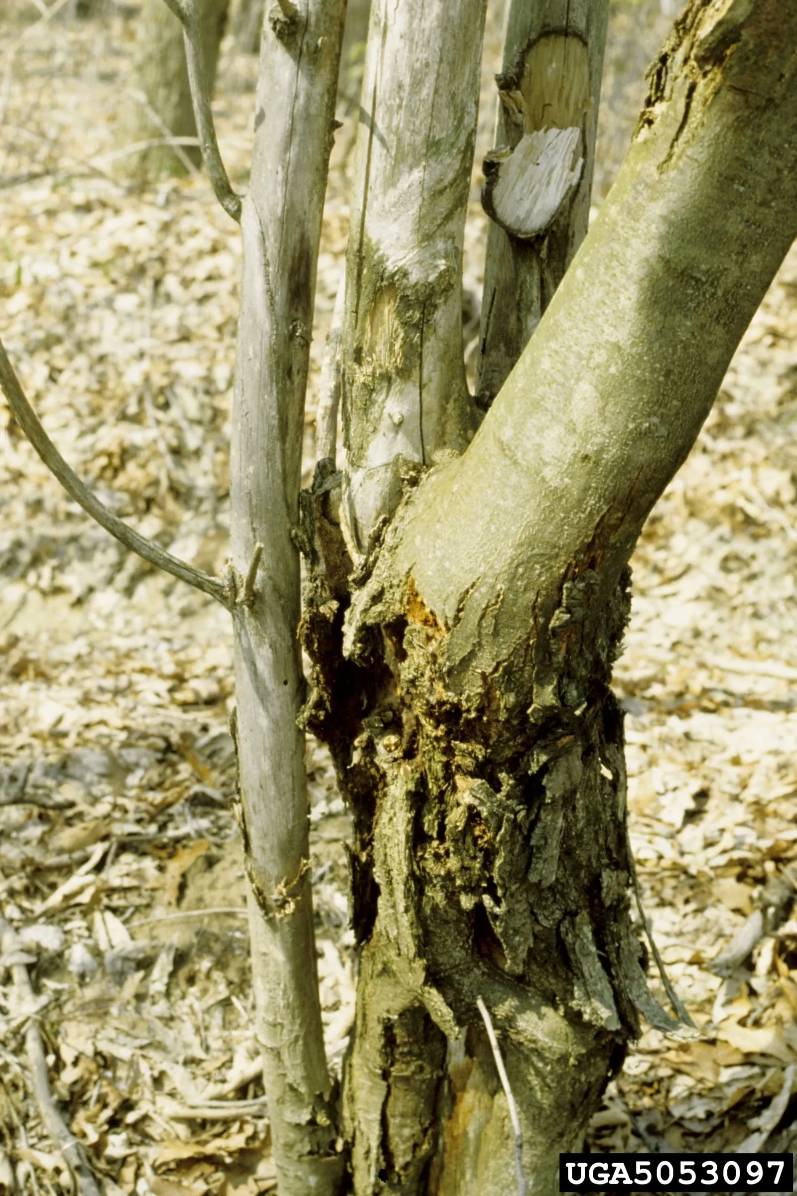 Cryphonectria parasitica tree (chestnut-blight)