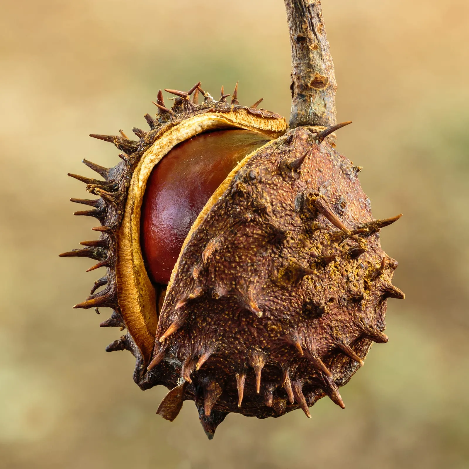 Gebarsten bolster van een paardenkastanje (Aesculus) 20-09-2020 (d.j.b.) 01 (chestnut)