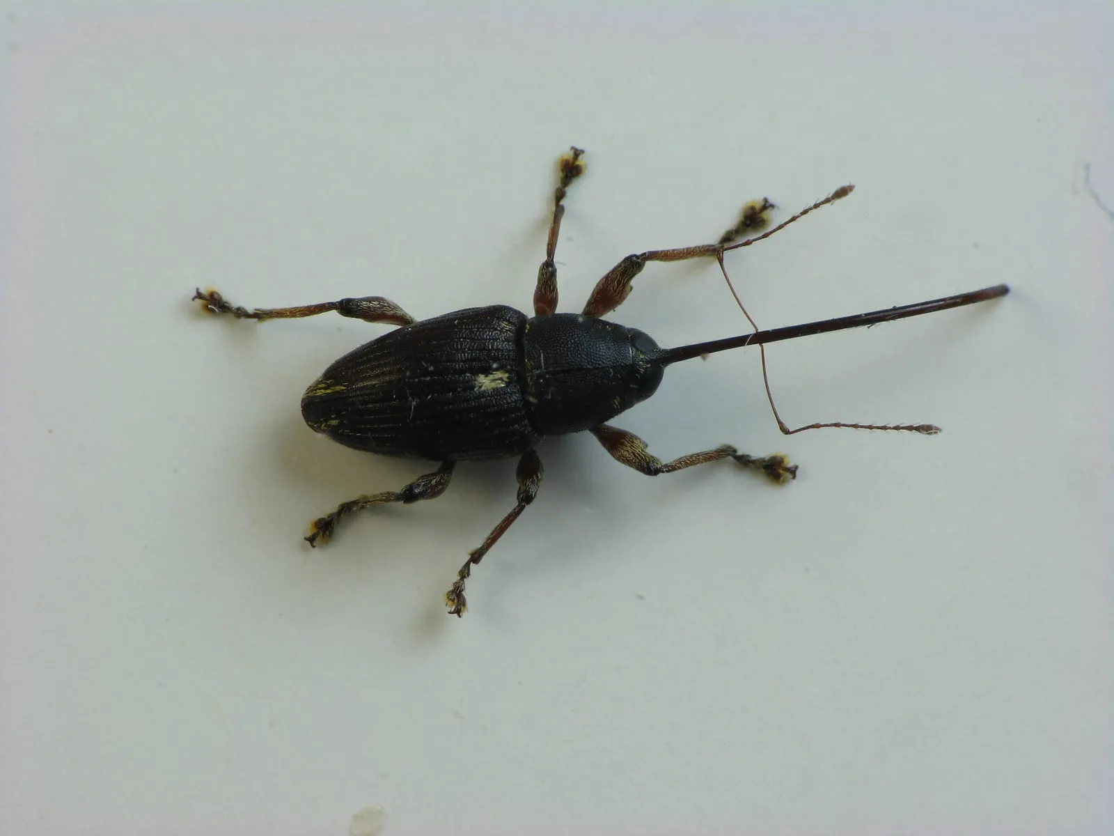 Curculio sayi dorsal (chestnut-weevil)