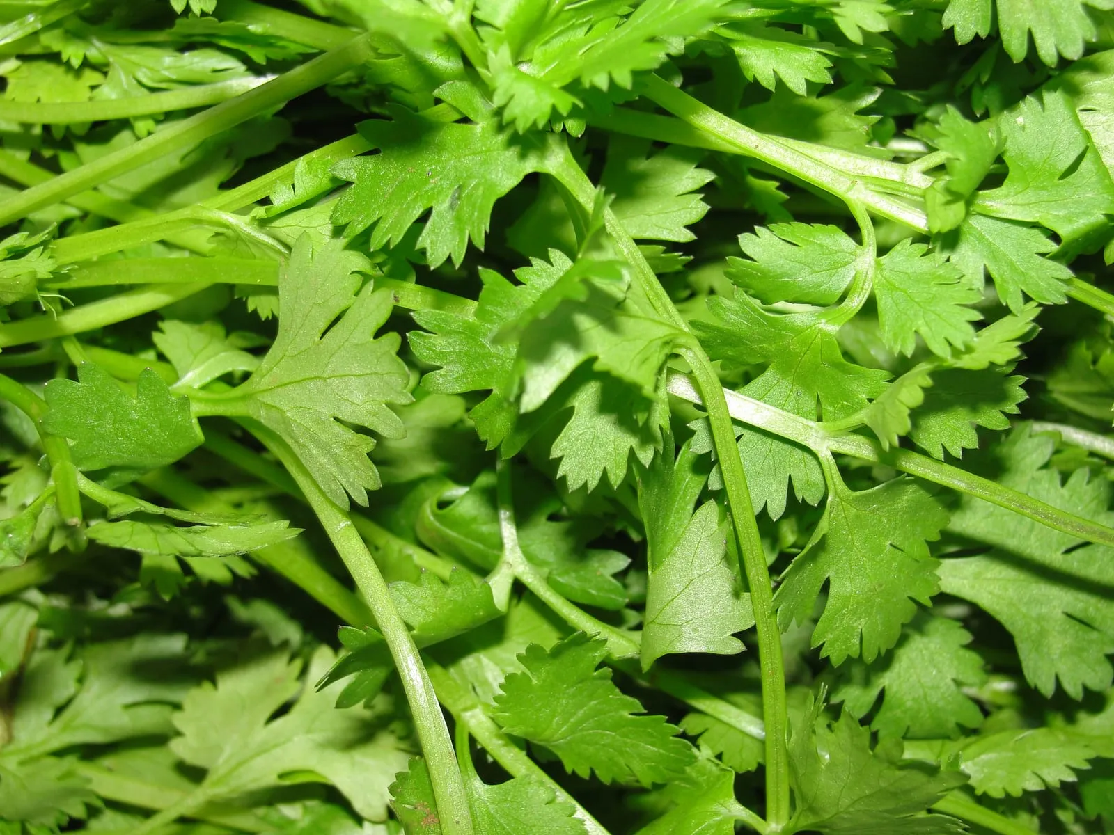 A scene of Coriander leaves (cilantro)