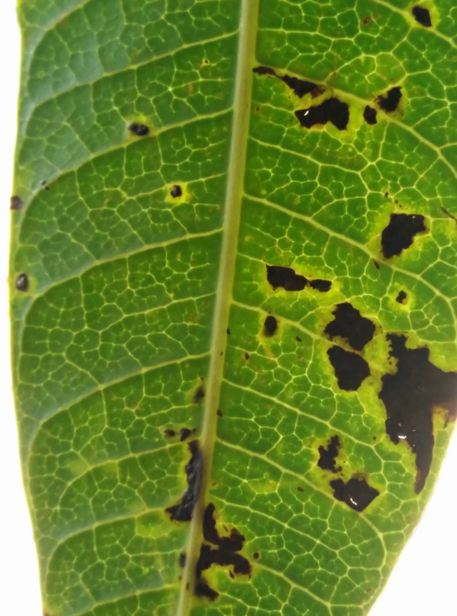 Bacterial black spot of mango caused by Xanthomonas citri pv. mangiferae indicae (34846737063) (citrus-canker)