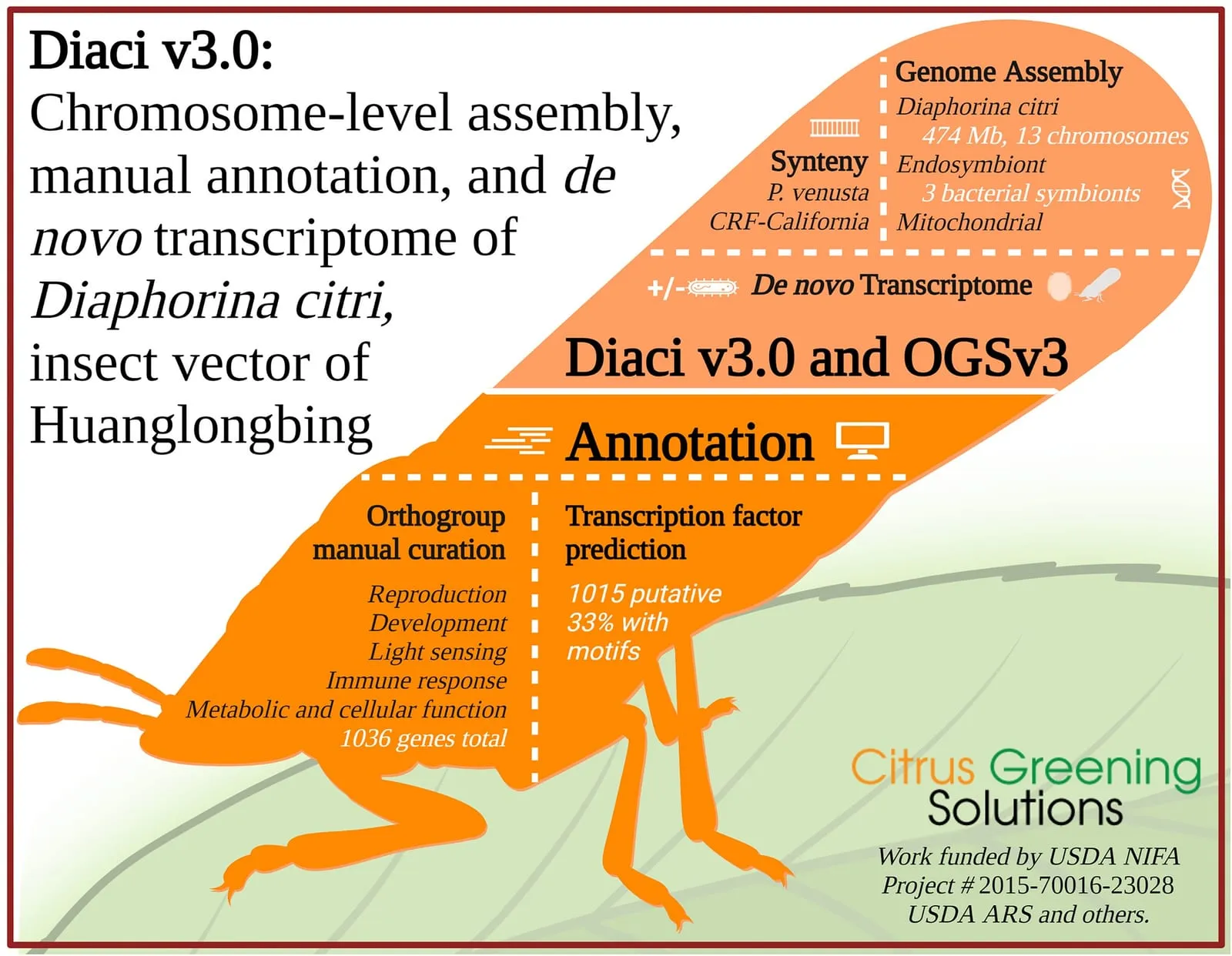 Summary of the major findings from a multiyear, multi-institutional Diaphorina citri genome assembly project (citrus-greening)