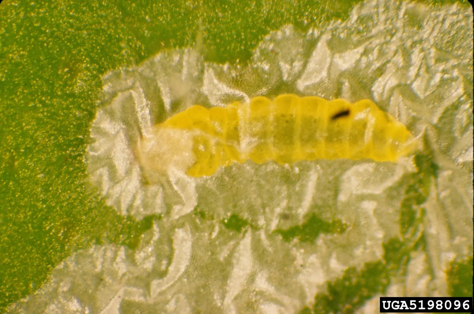 Phyllocnistis citrella larva (citrus-leafminer)