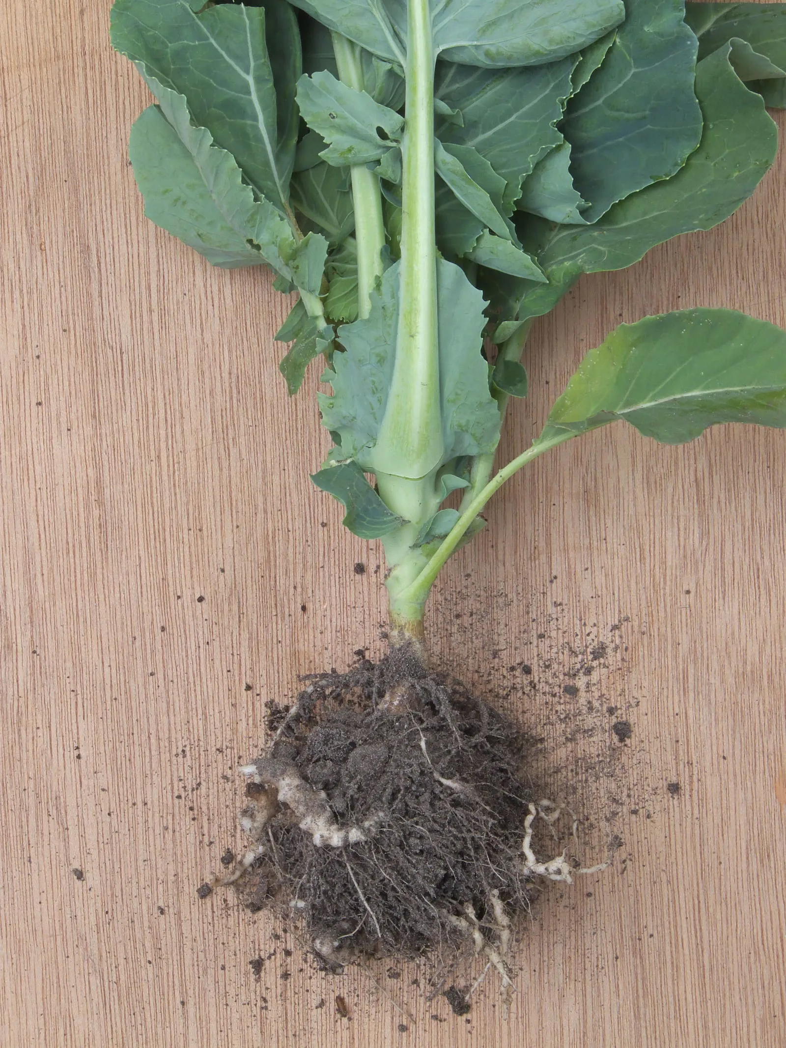 Plasmodiophora brassicae on cauliflower, Knolvoet bij bloemkool (clubroot)