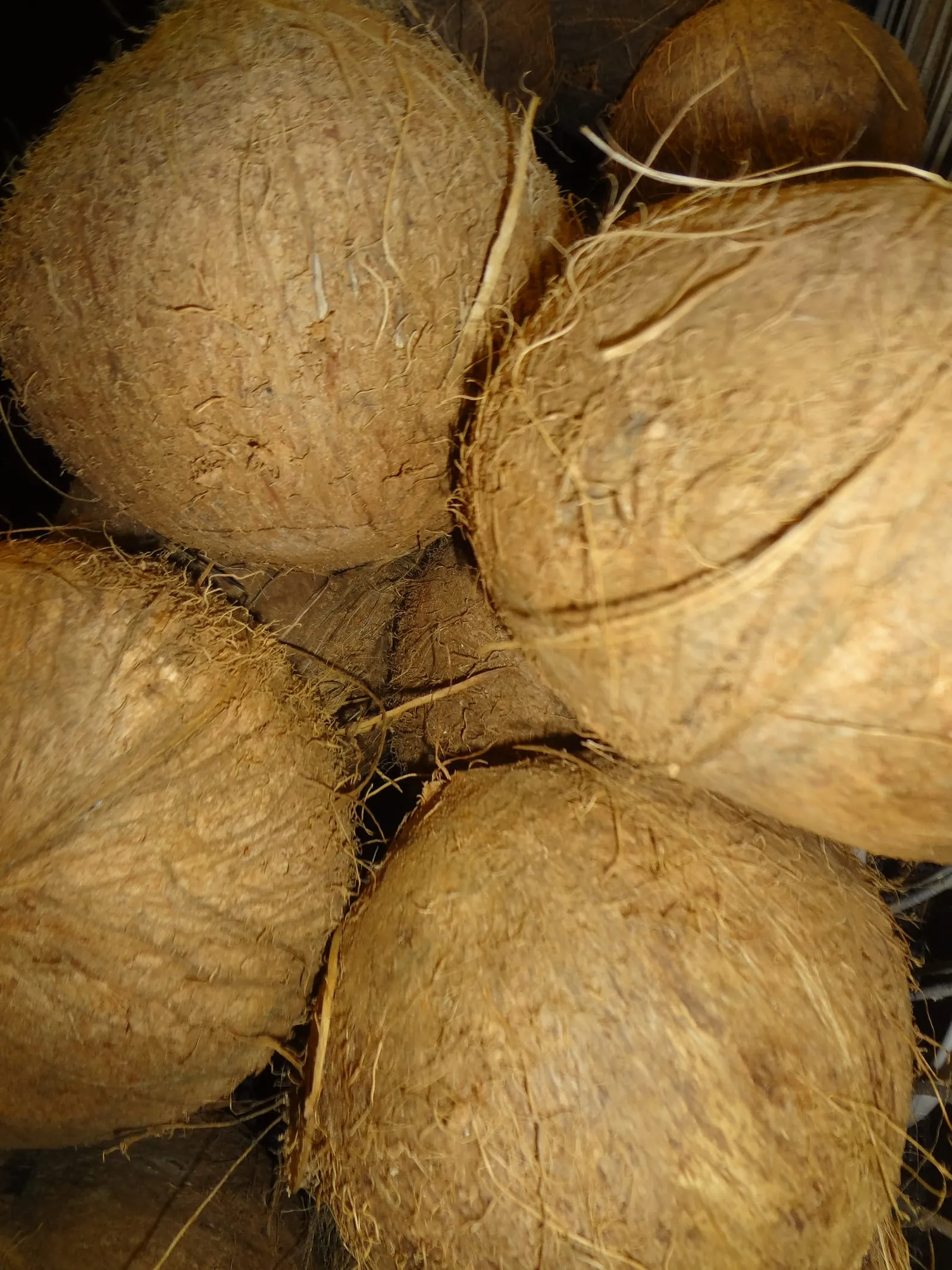 Coconut (Cocos nucifera) (coconut)