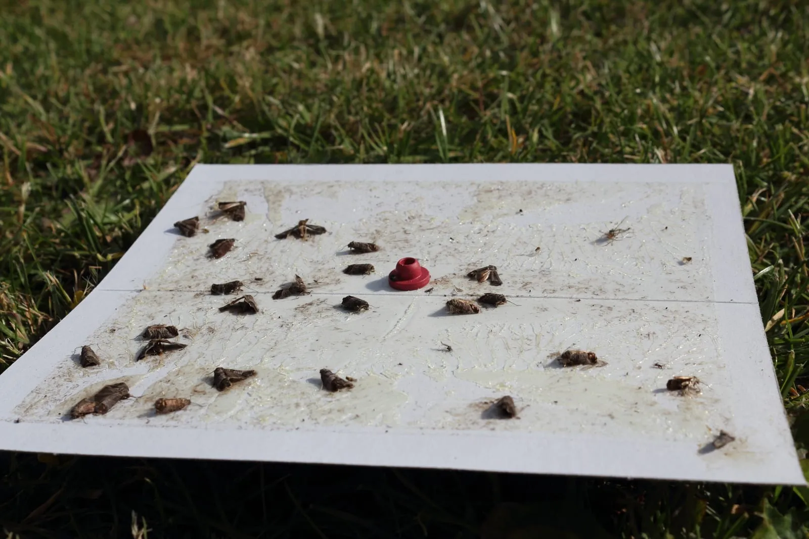 Cydia pomonella trap 2012-06-05 (codling-moth)