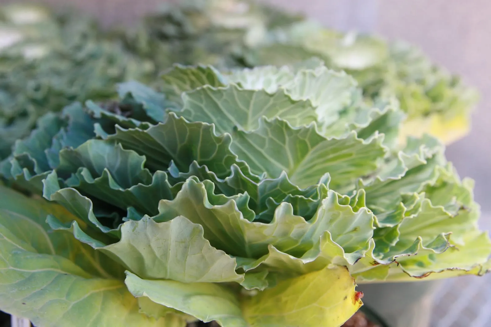 Brassica oleracea var. acephala Victoria Pigeon 0zz (collards)