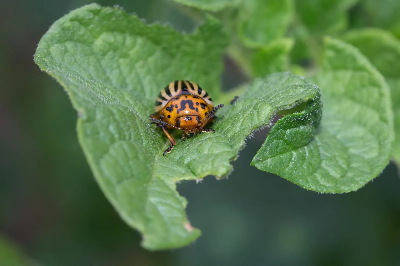 Doryphore Verrières 2 (colorado-potato-beetle)