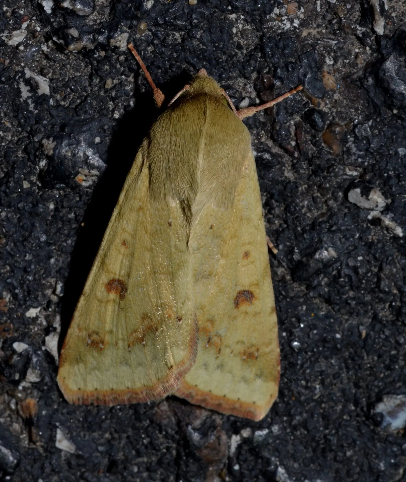 Helicoverpa zea – Corn Earworm Moth (14644789087) (corn-earworm)