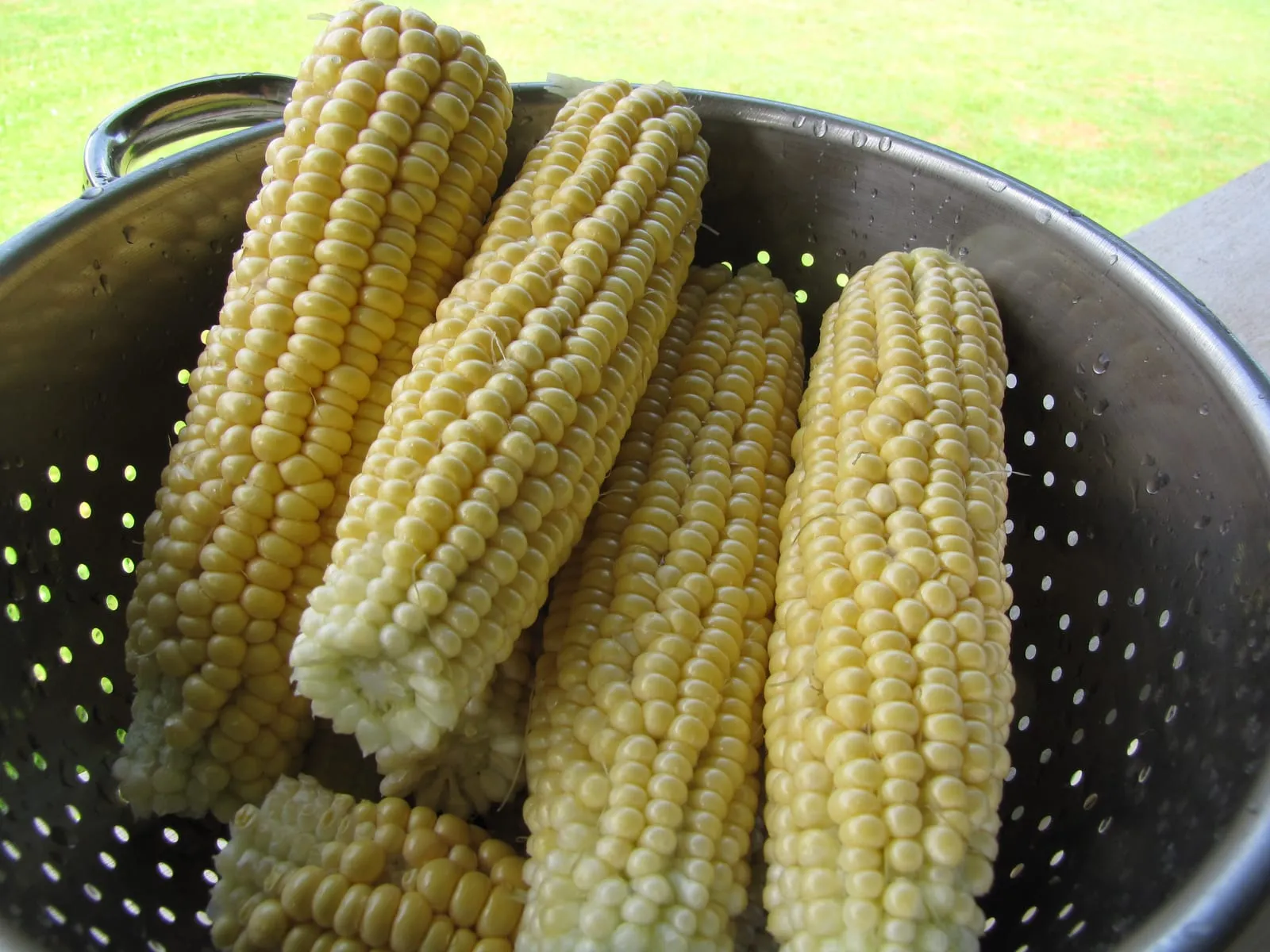 Starr-120625-7599-Zea mays-Ilini Xtra Sweet ears ready to eat-Olinda-Maui (24889896610) (corn)
