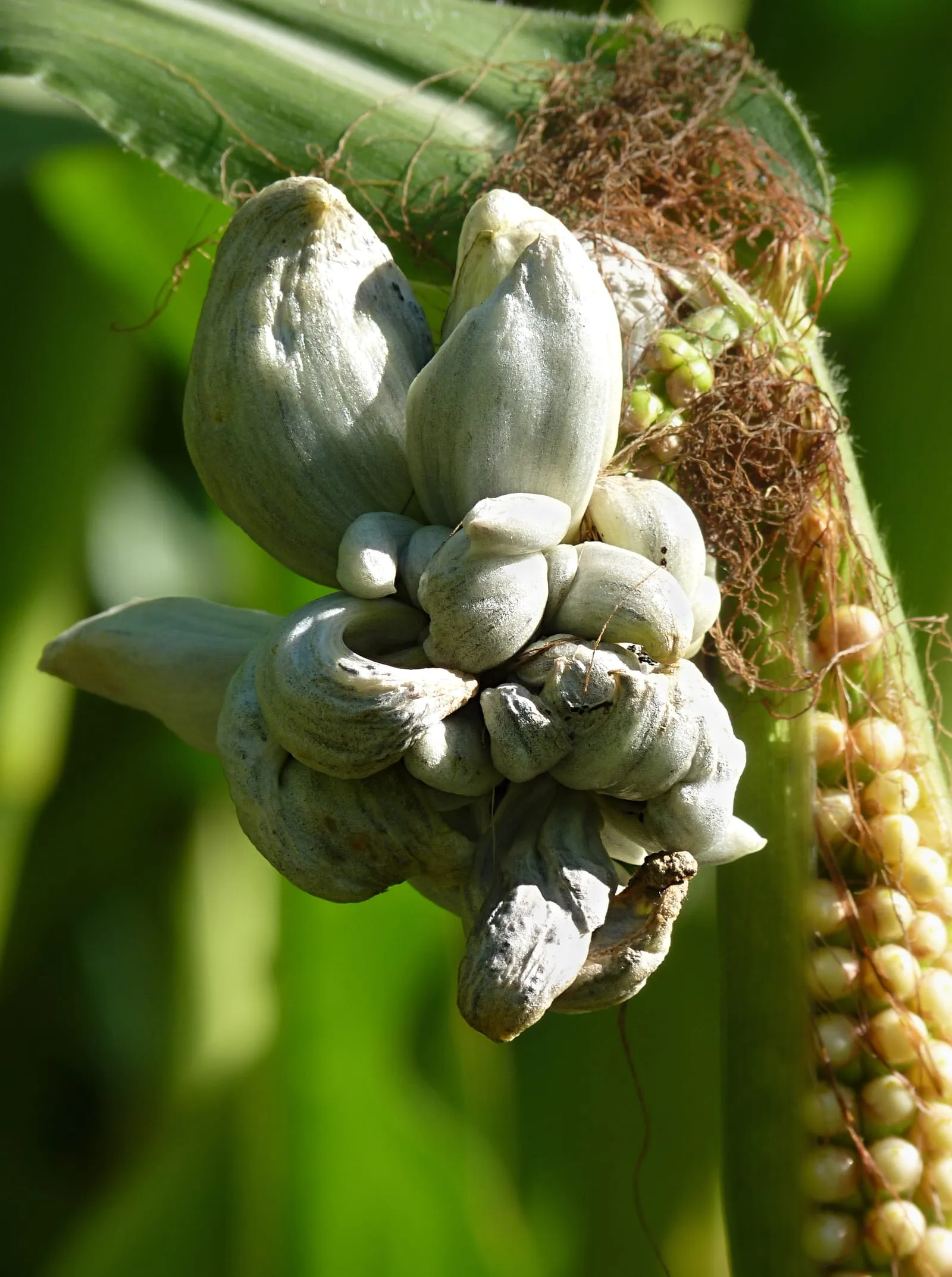Ustilago maydis J1b (corn-smut)