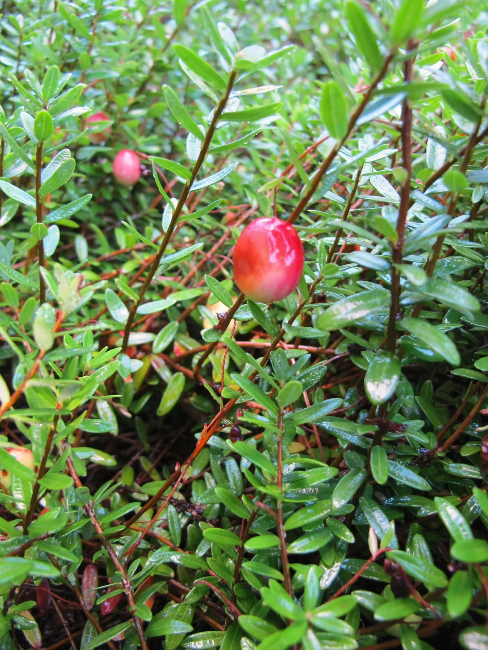 Vaccinium macrocarpon (15054125499) (cranberry)