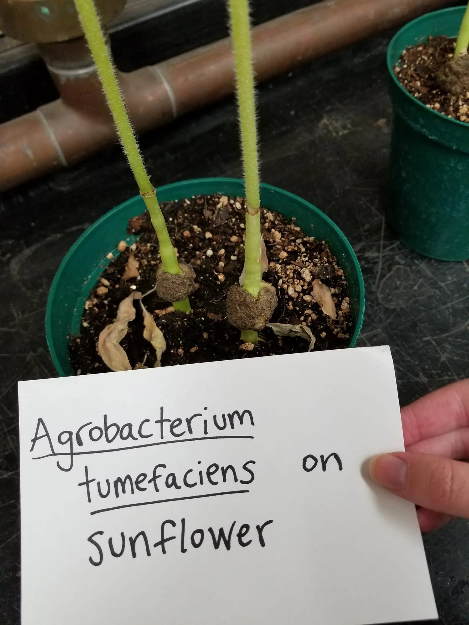 Crown Gall of Sunflower (crown-gall)